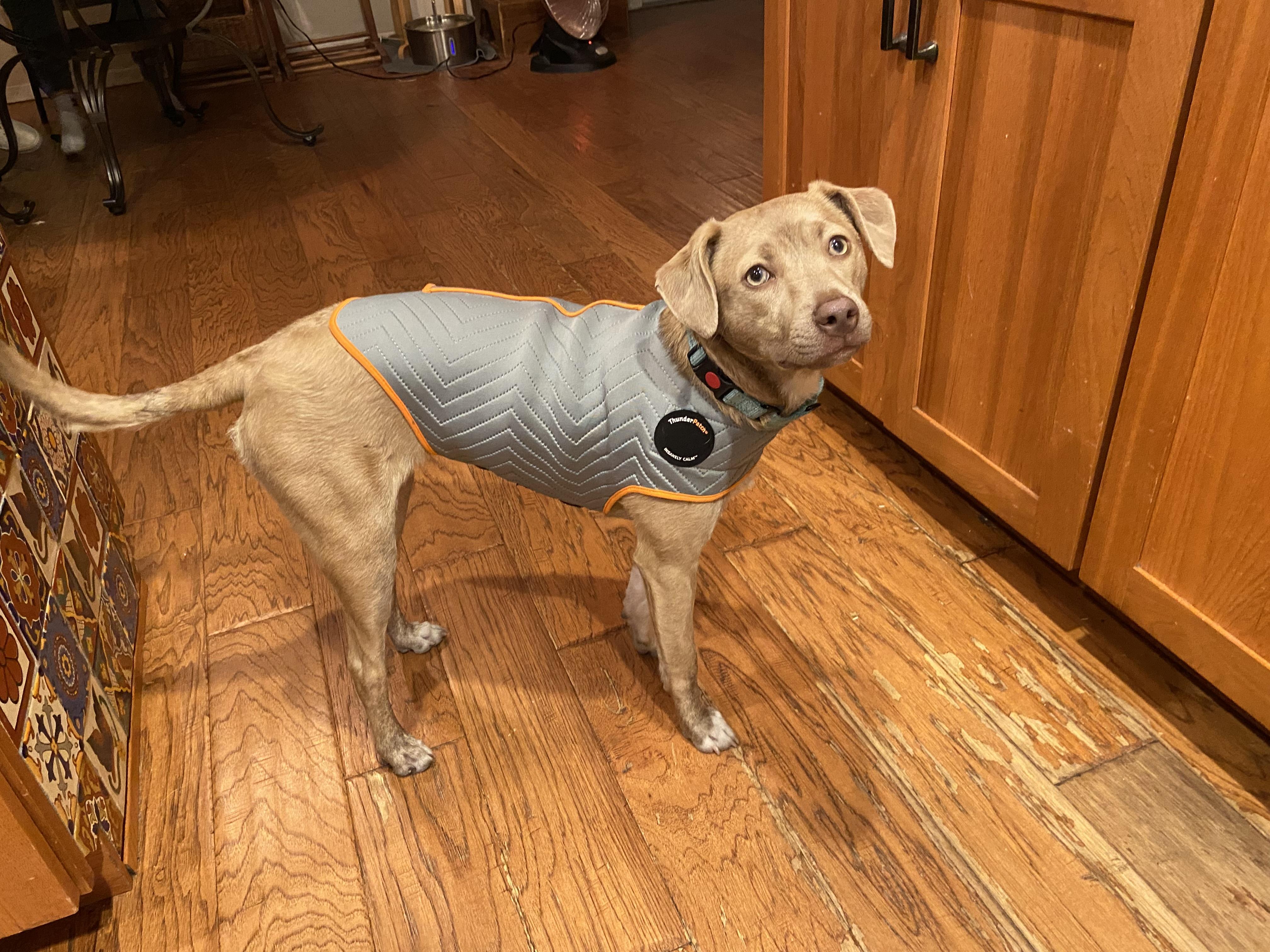 Enlarge Lulu, a Adoptable mixed breed in Austin, TX image 1/4