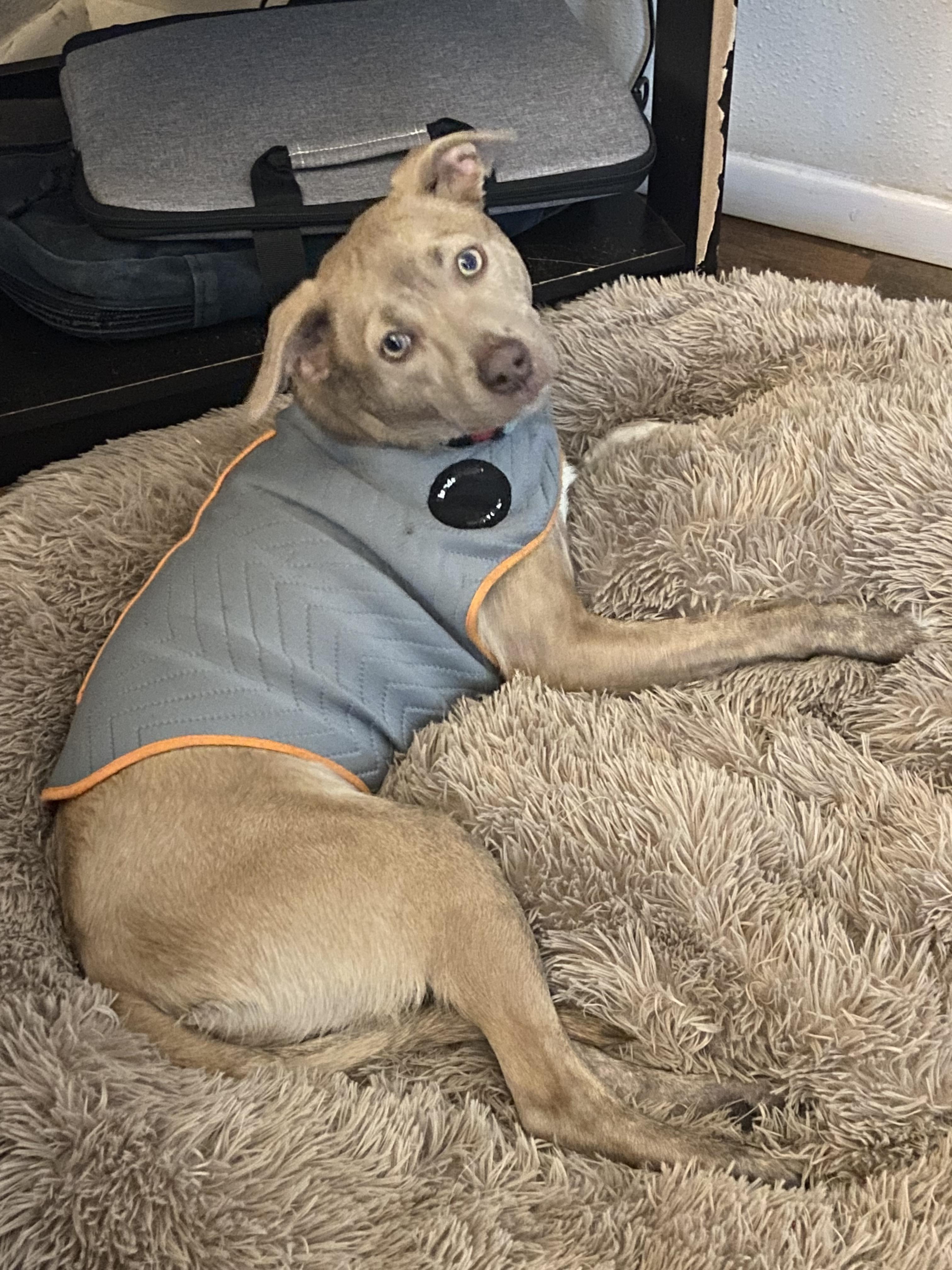 Enlarge Lulu, a Adoptable mixed breed in Austin, TX image 2/4