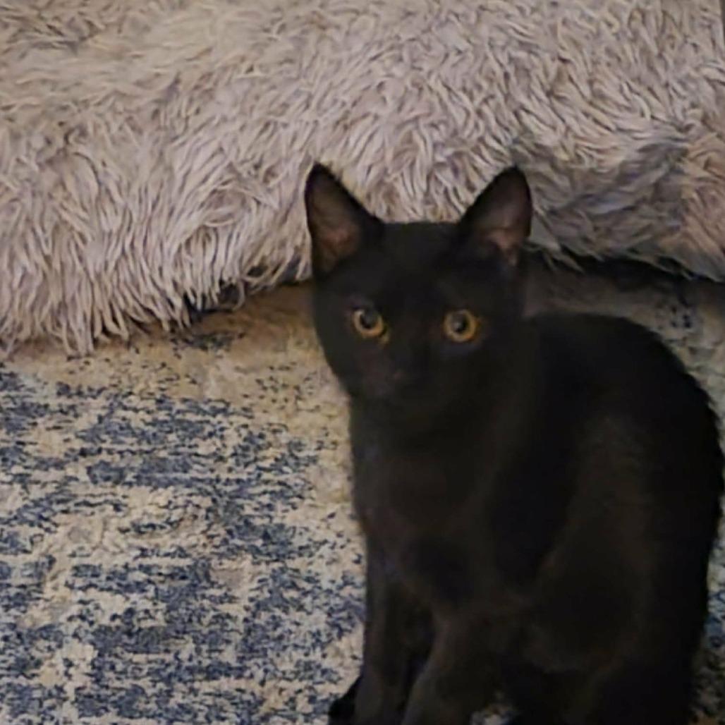 Enlarge Kona, a Adoptable Domestic Short Hair in Abbotsford, BC image 1/2