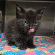 Enlarge Kona, a Adoptable Domestic Short Hair in Abbotsford, BC image 2/2