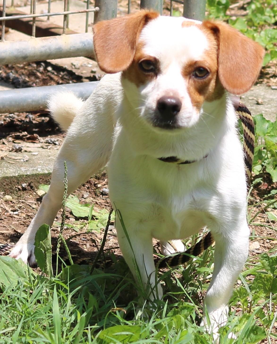 Enlarge Kirby, a Adoptable mixed breed in Cedartown, GA image 3/4
