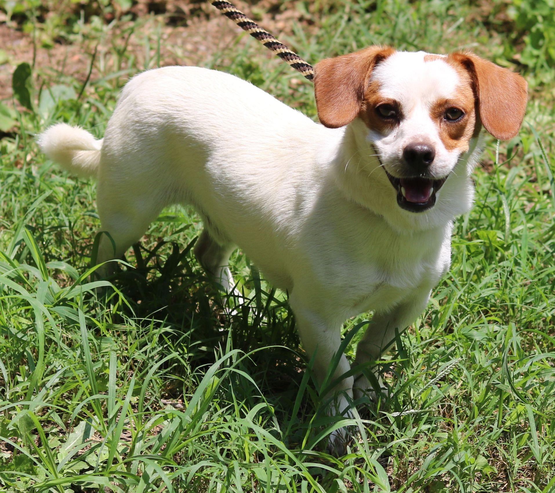 Enlarge Kirby, a Adoptable mixed breed in Cedartown, GA image 4/4