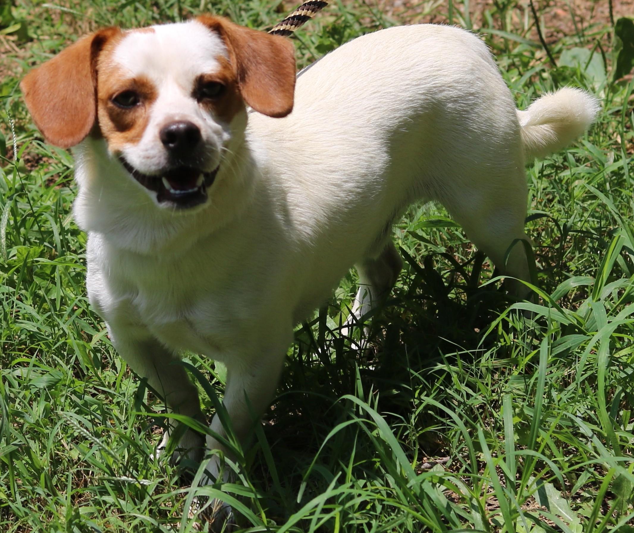 Enlarge Kirby, a Adoptable mixed breed in Cedartown, GA image 2/4