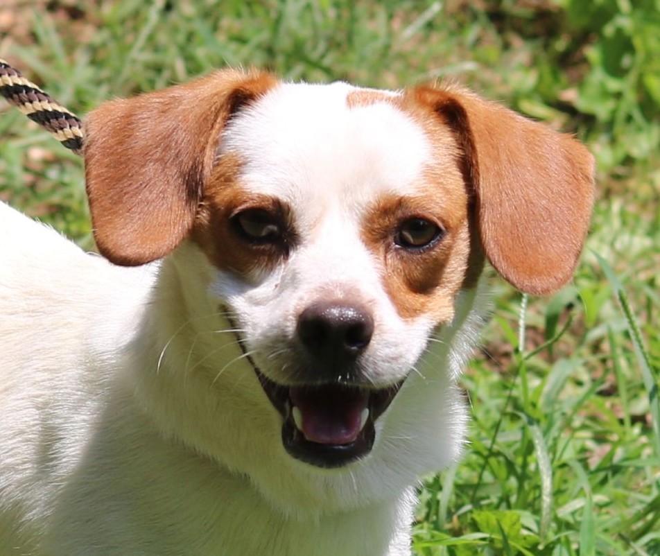Enlarge Kirby, a Adoptable mixed breed in Cedartown, GA image 1/4