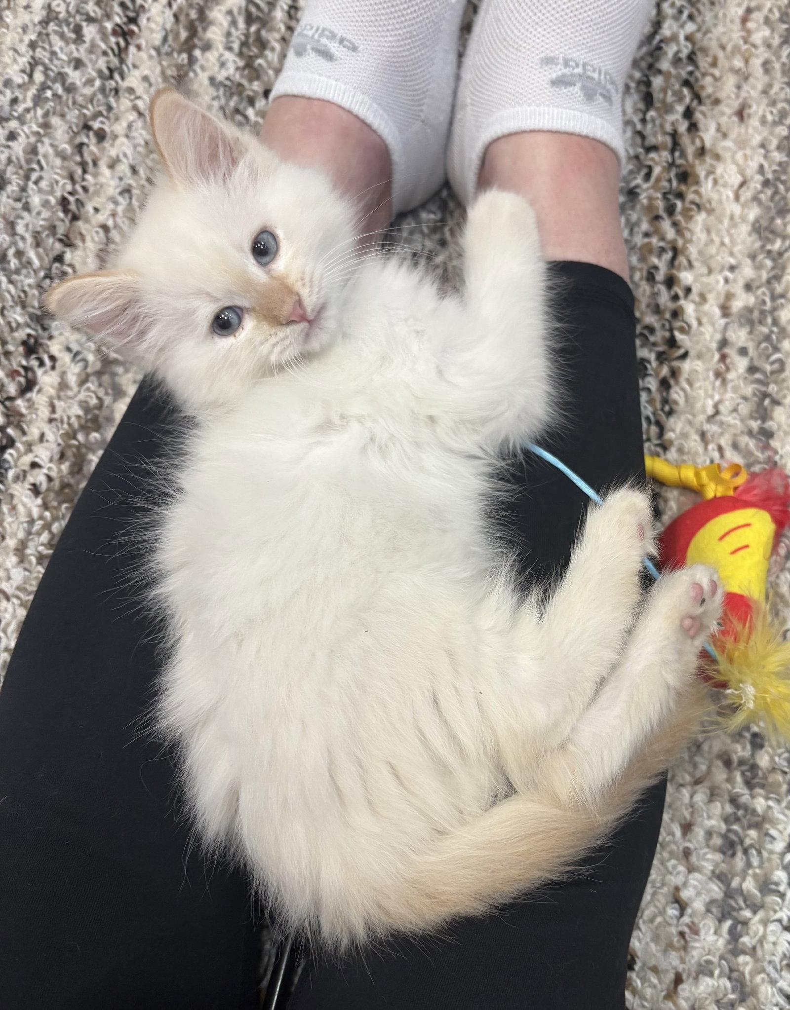 Jasper L, Adopted, Young Male Siamese & Domestic Long Hair.