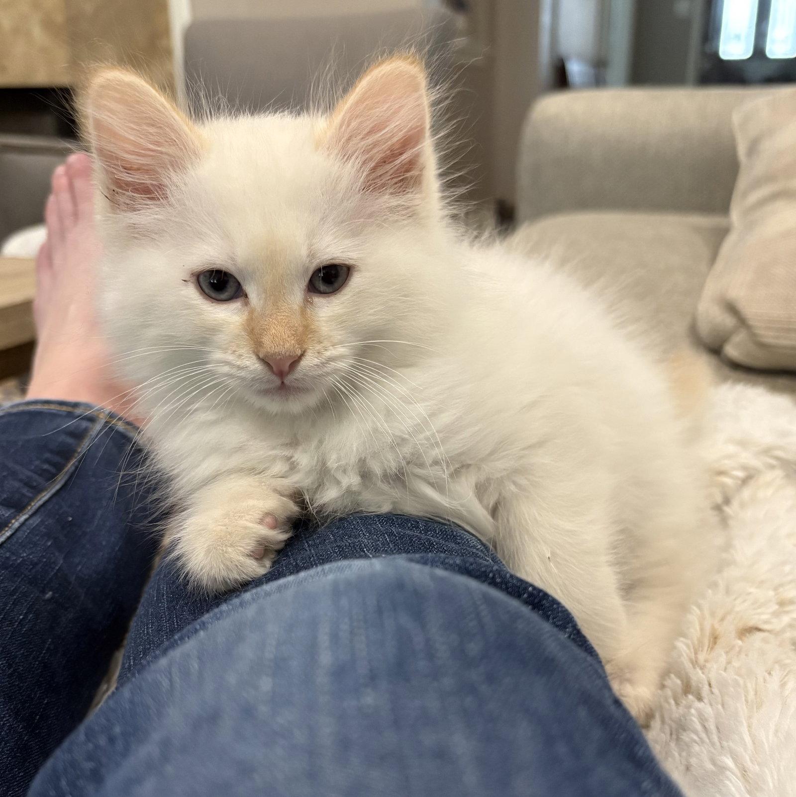 Enlarge Jasper L, a Adopted mixed breed in Rosenberg, TX image 2/3