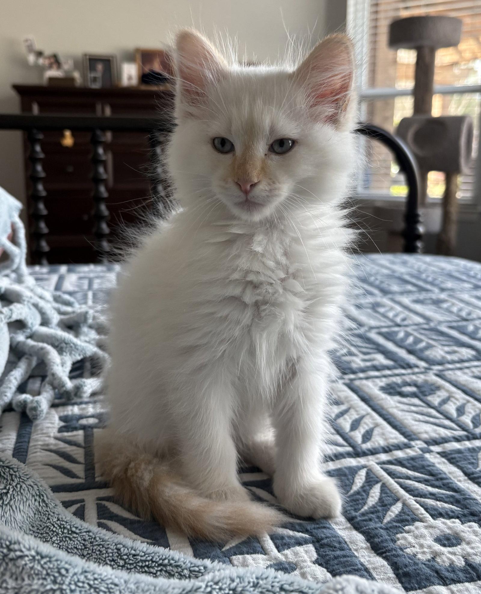 Enlarge Jasper L, a Adopted mixed breed in Rosenberg, TX image 3/3