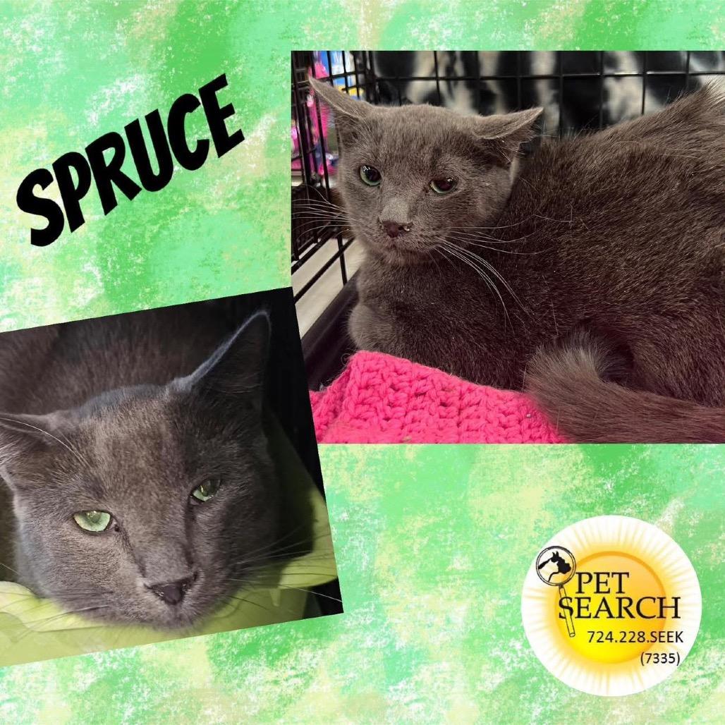 Spruce, Adoptable, Adult Male Domestic Short Hair.