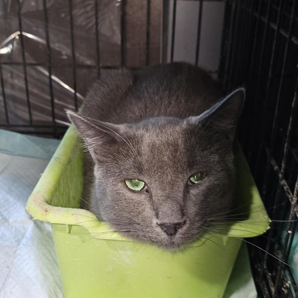 Enlarge Spruce, a Adoptable Domestic Short Hair in Washington, PA image 2/2
