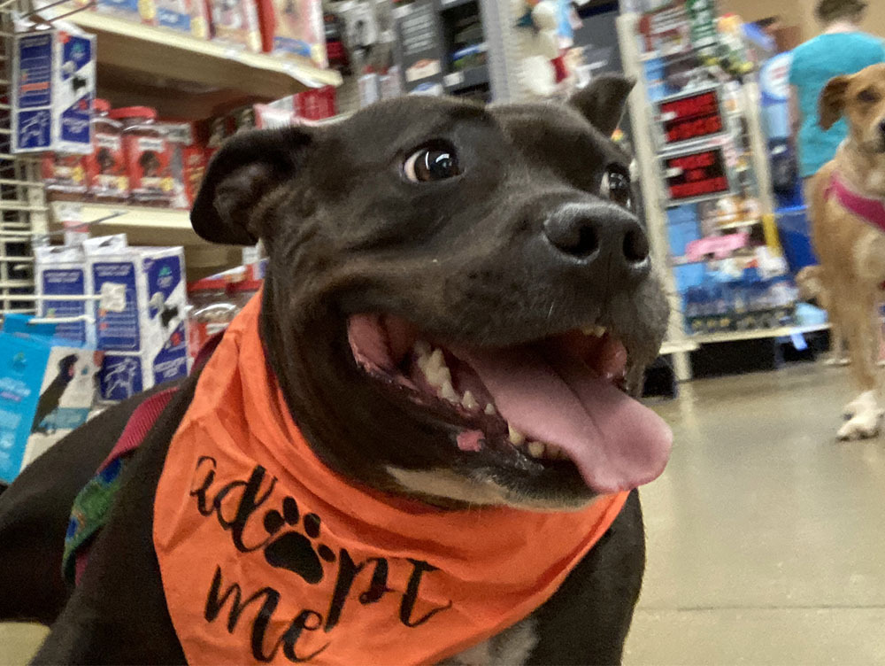 Enlarge Tammy, a Adoptable Staffordshire Bull Terrier in Lambertville, NJ image 5/5