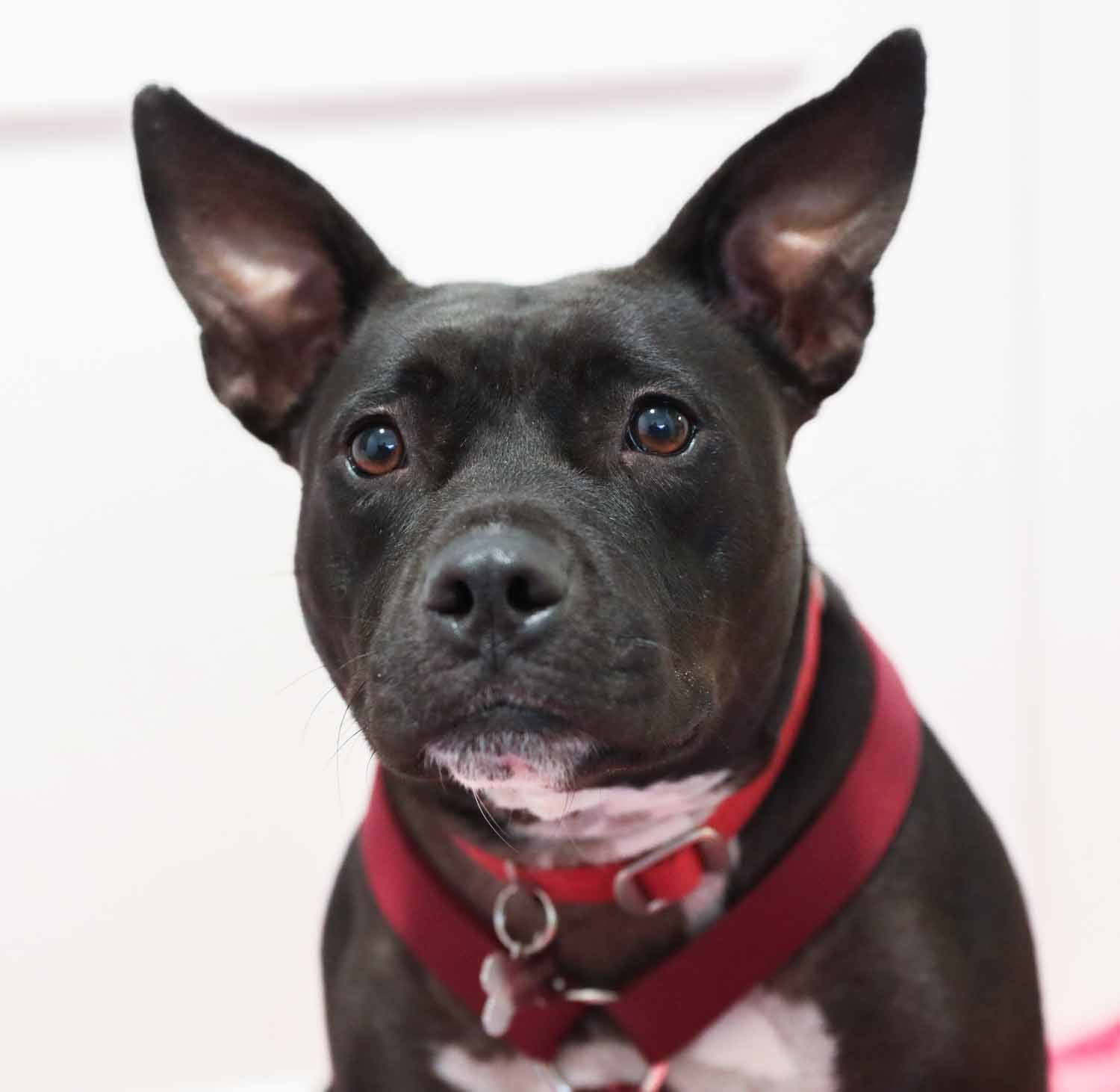 Enlarge Tammy, a Adoptable Staffordshire Bull Terrier in Lambertville, NJ image 1/5