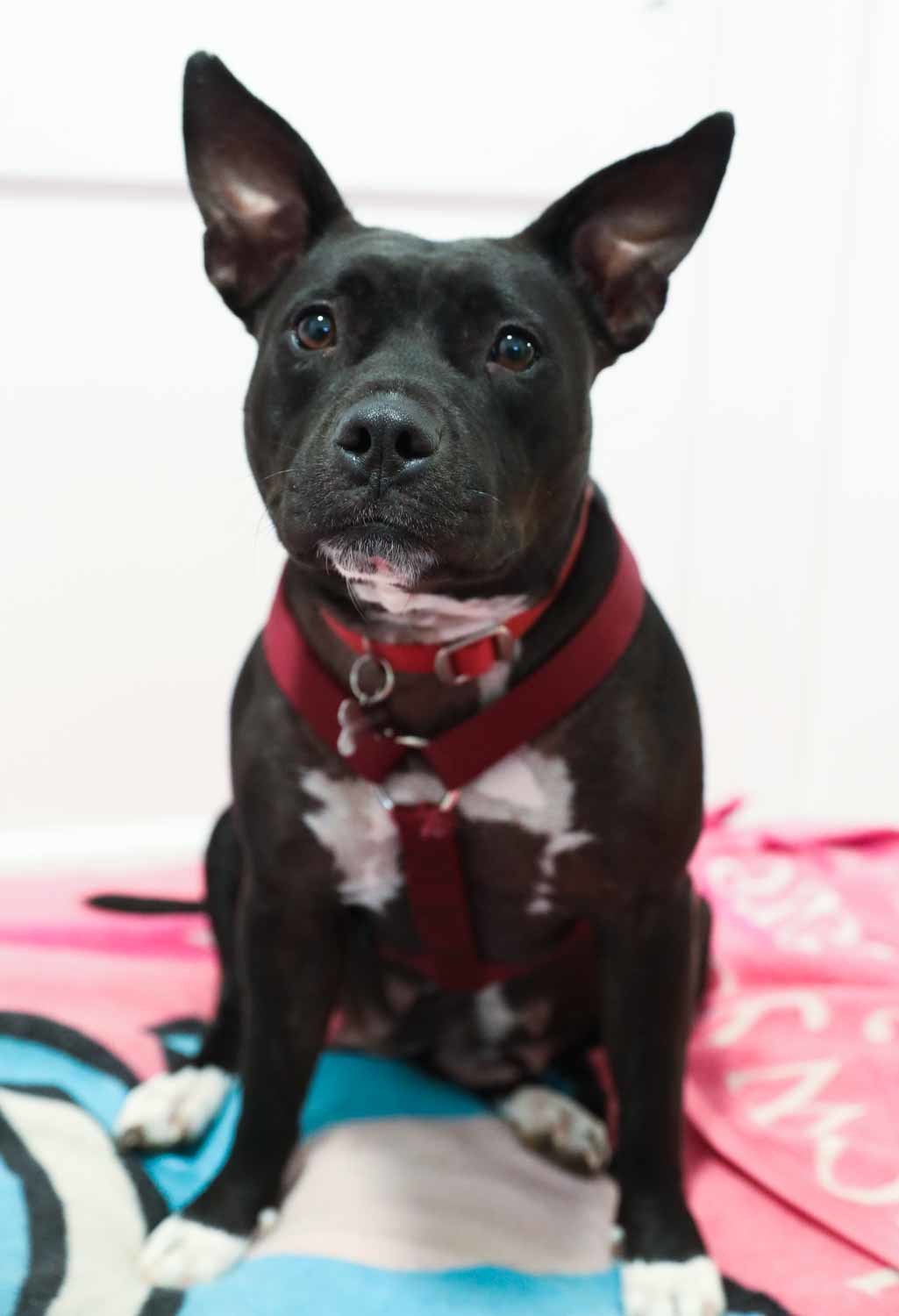 Enlarge Tammy, a Adoptable Staffordshire Bull Terrier in Lambertville, NJ image 4/5