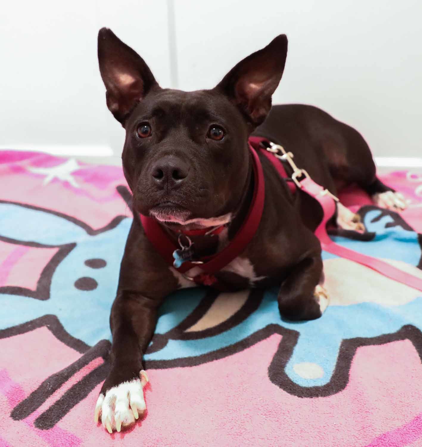 Enlarge Tammy, a Adoptable Staffordshire Bull Terrier in Lambertville, NJ image 2/5