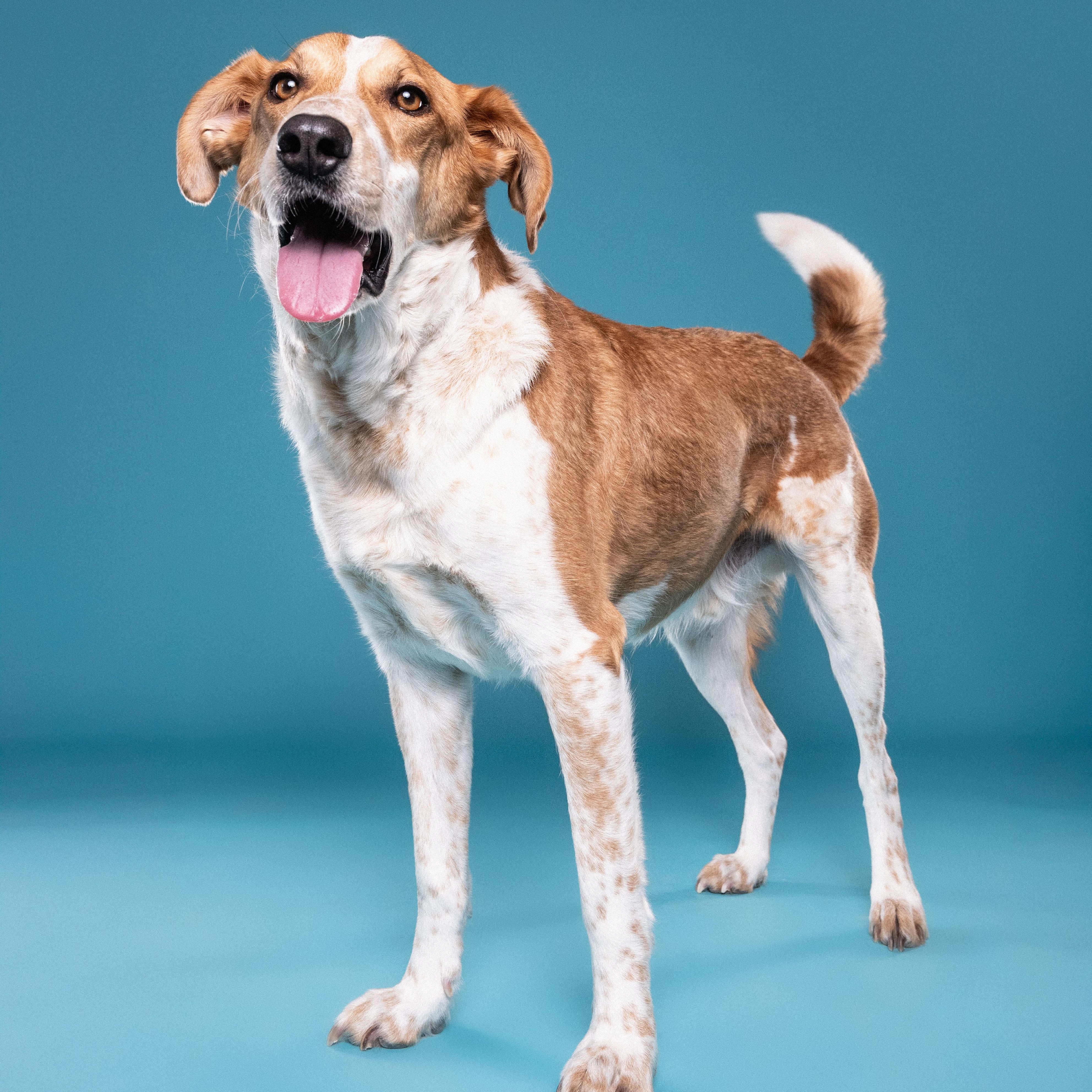 Enlarge Dexter, a ADOPTABLE mixed breed in Mississauga, ON image 5/6