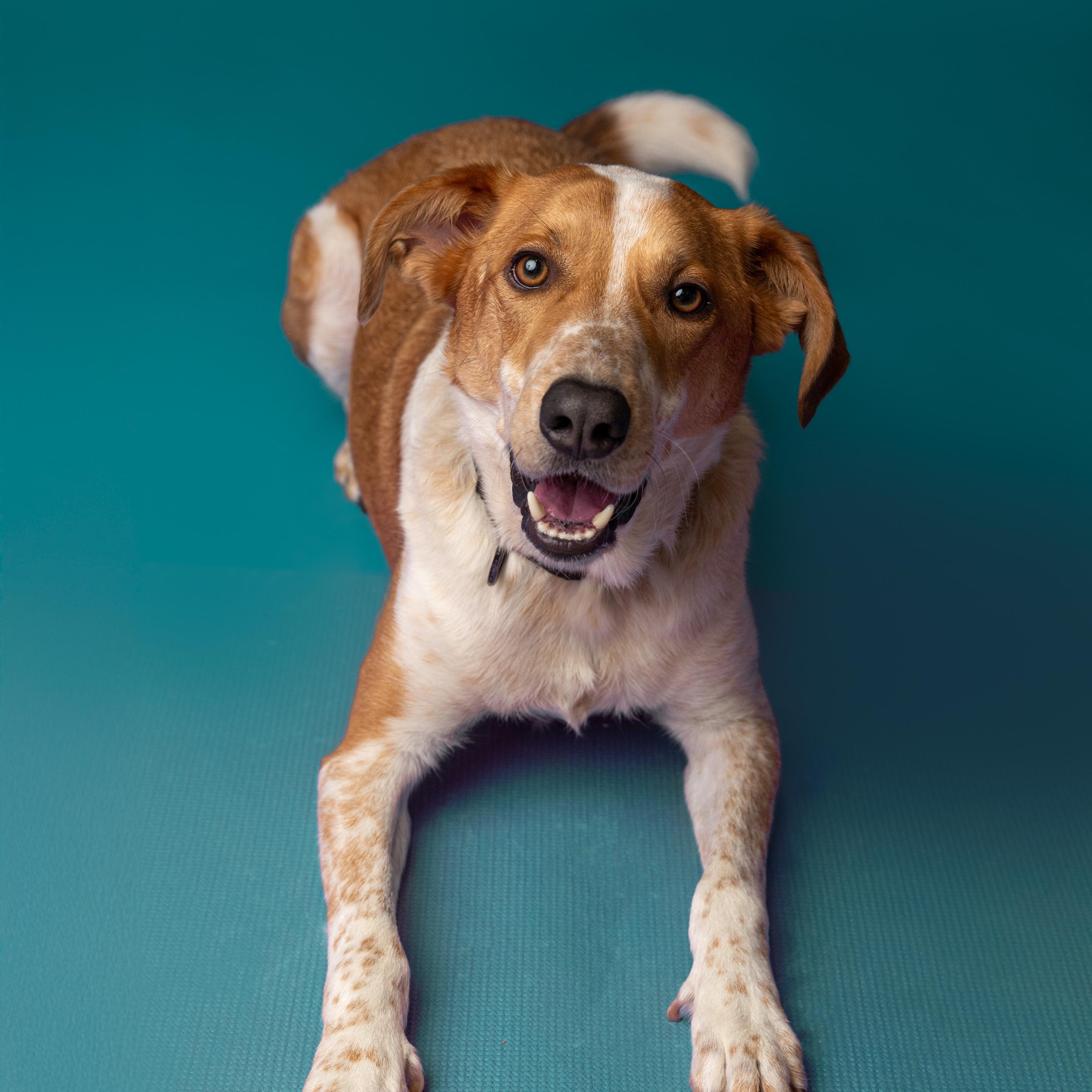 Enlarge Dexter, a ADOPTABLE mixed breed in Mississauga, ON image 1/6