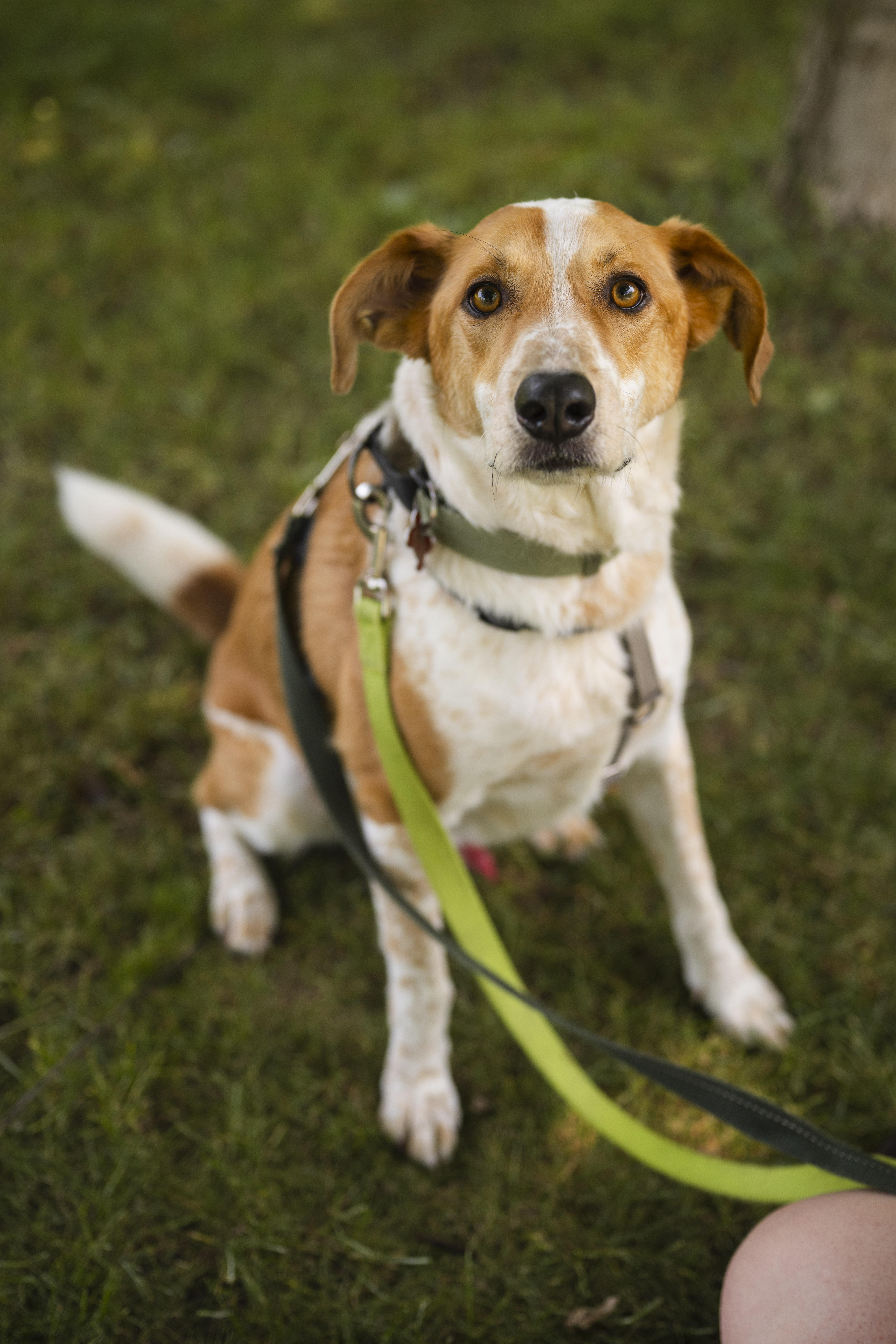 Enlarge Dexter, a ADOPTABLE mixed breed in Mississauga, ON image 3/6
