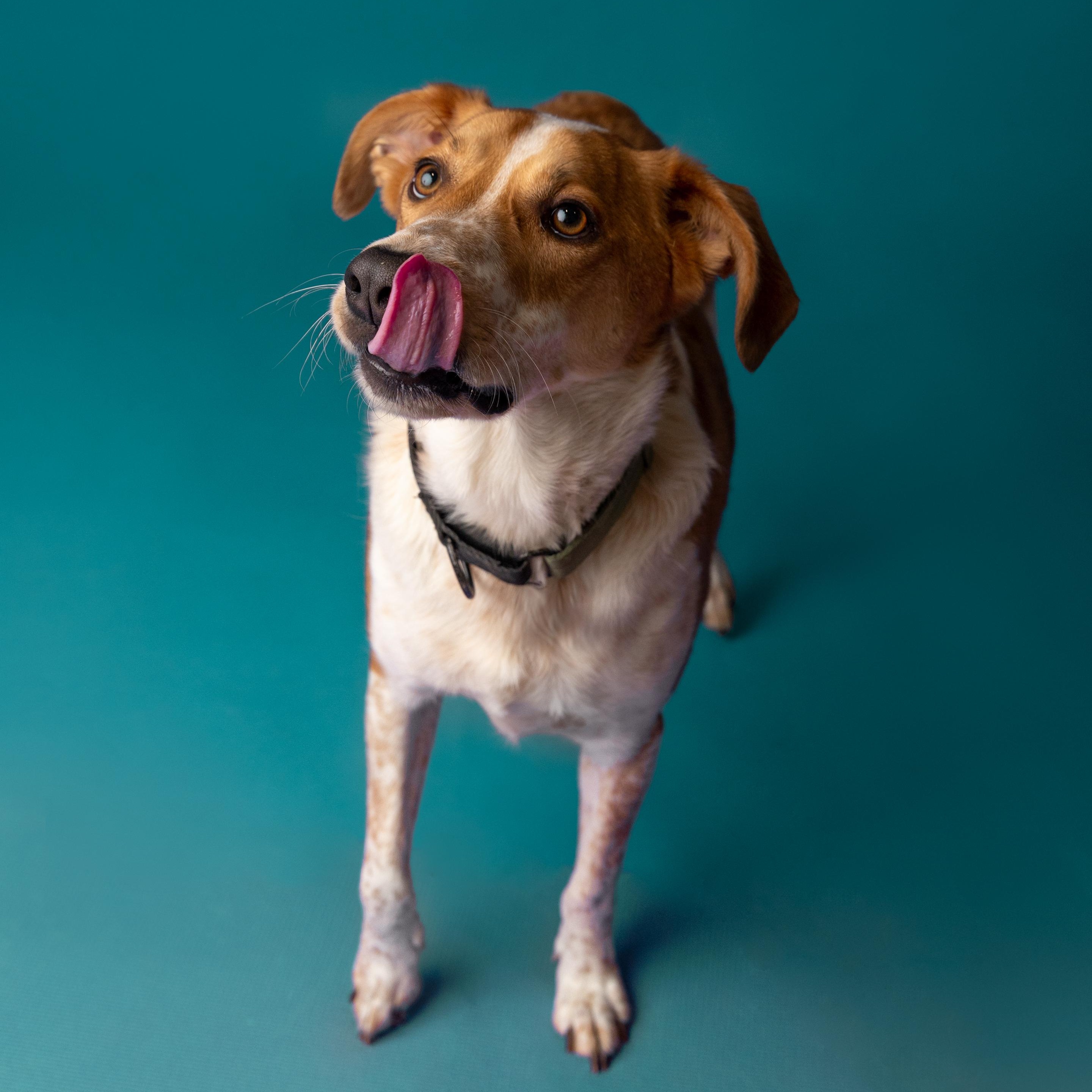 Enlarge Dexter, a ADOPTABLE mixed breed in Mississauga, ON image 2/6