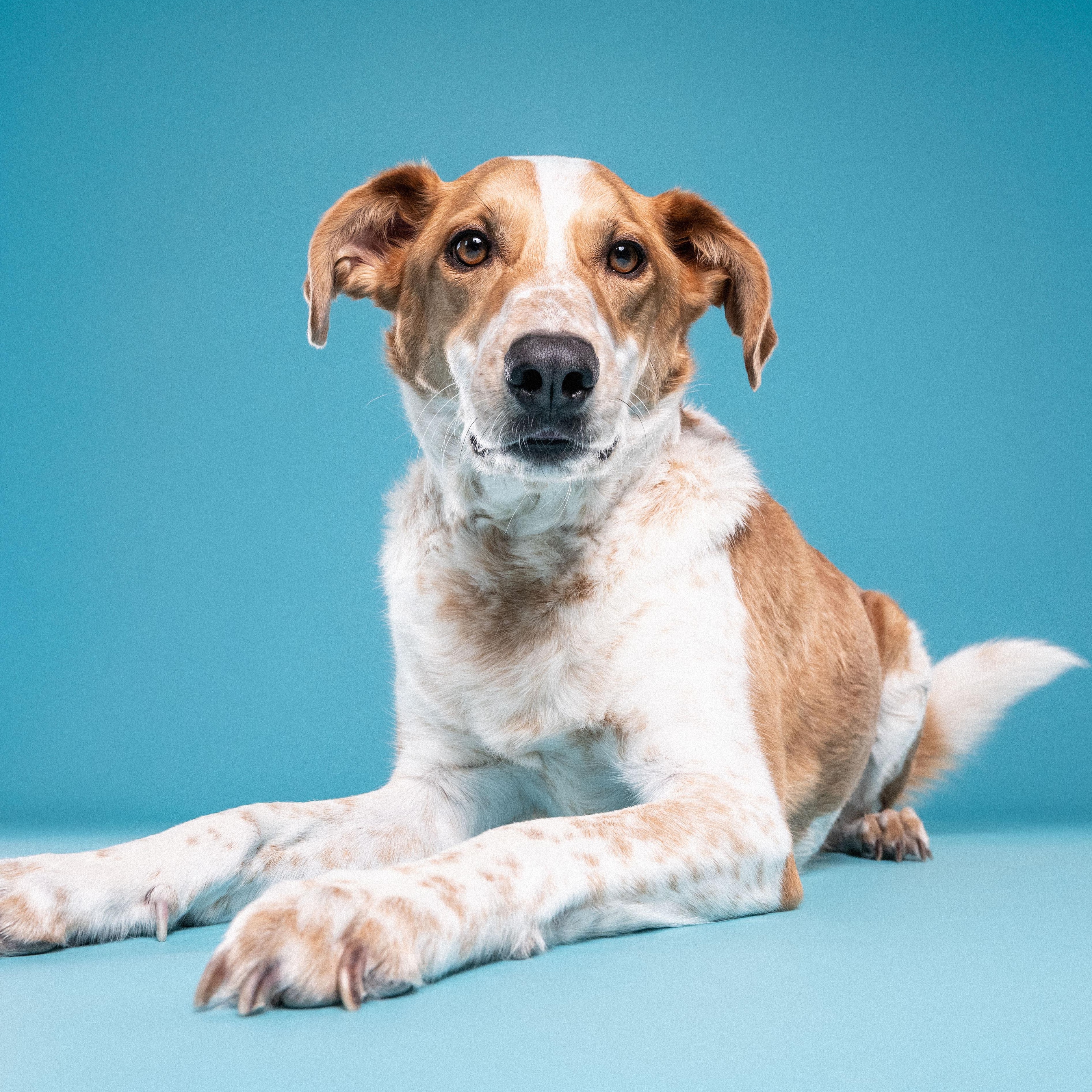 Enlarge Dexter, a ADOPTABLE mixed breed in Mississauga, ON image 4/6