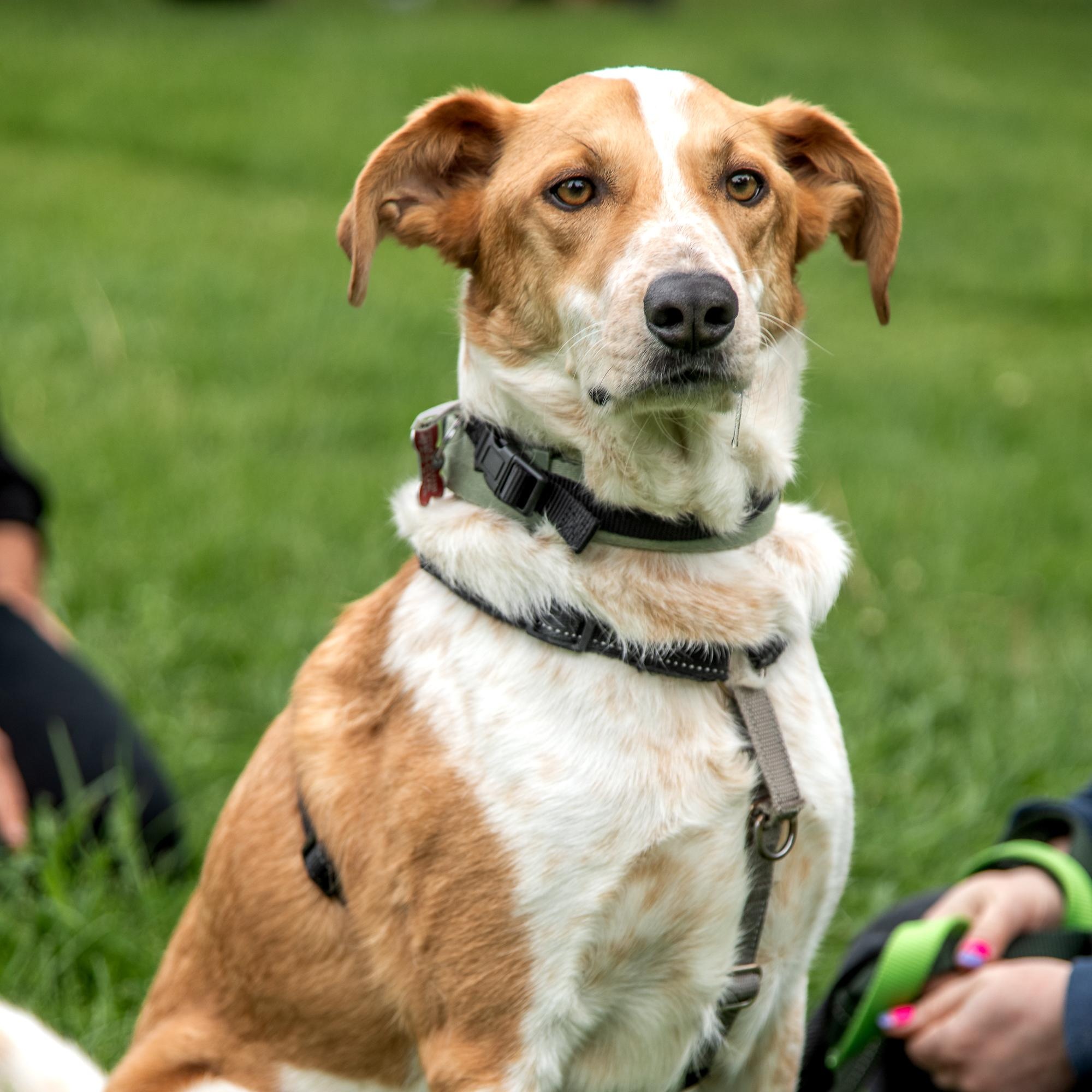 Enlarge Dexter, a ADOPTABLE mixed breed in Mississauga, ON image 6/6