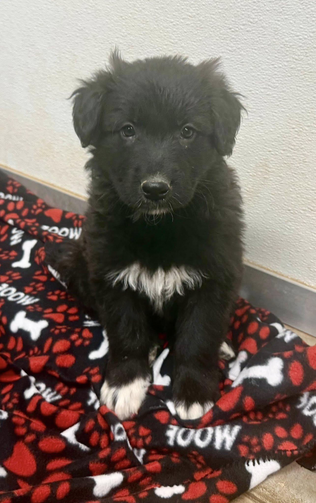 Pomelo, Adopted, Puppy Male Border Collie & Flat-Coated Retriever.
