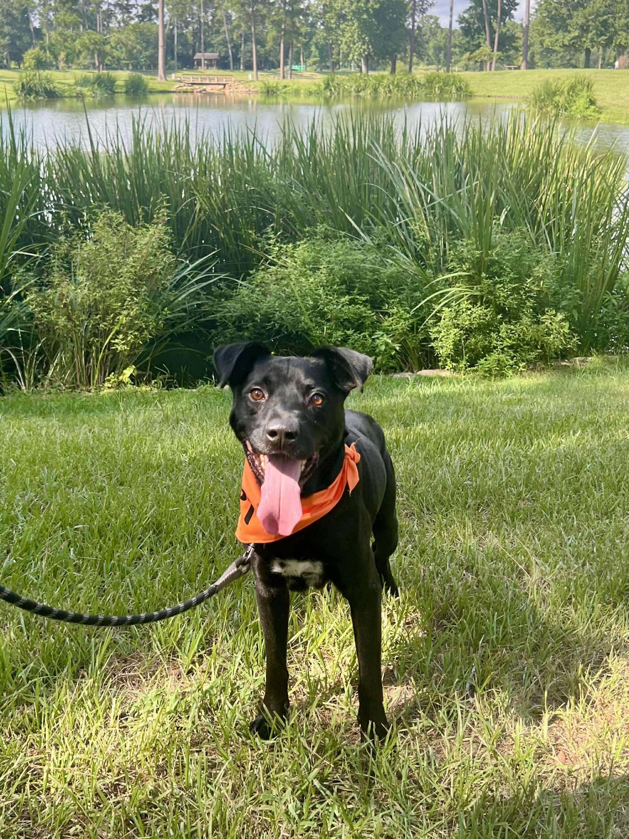 Harold Melvin, a Adoptable mixed breed in Houston, TX image 1/6