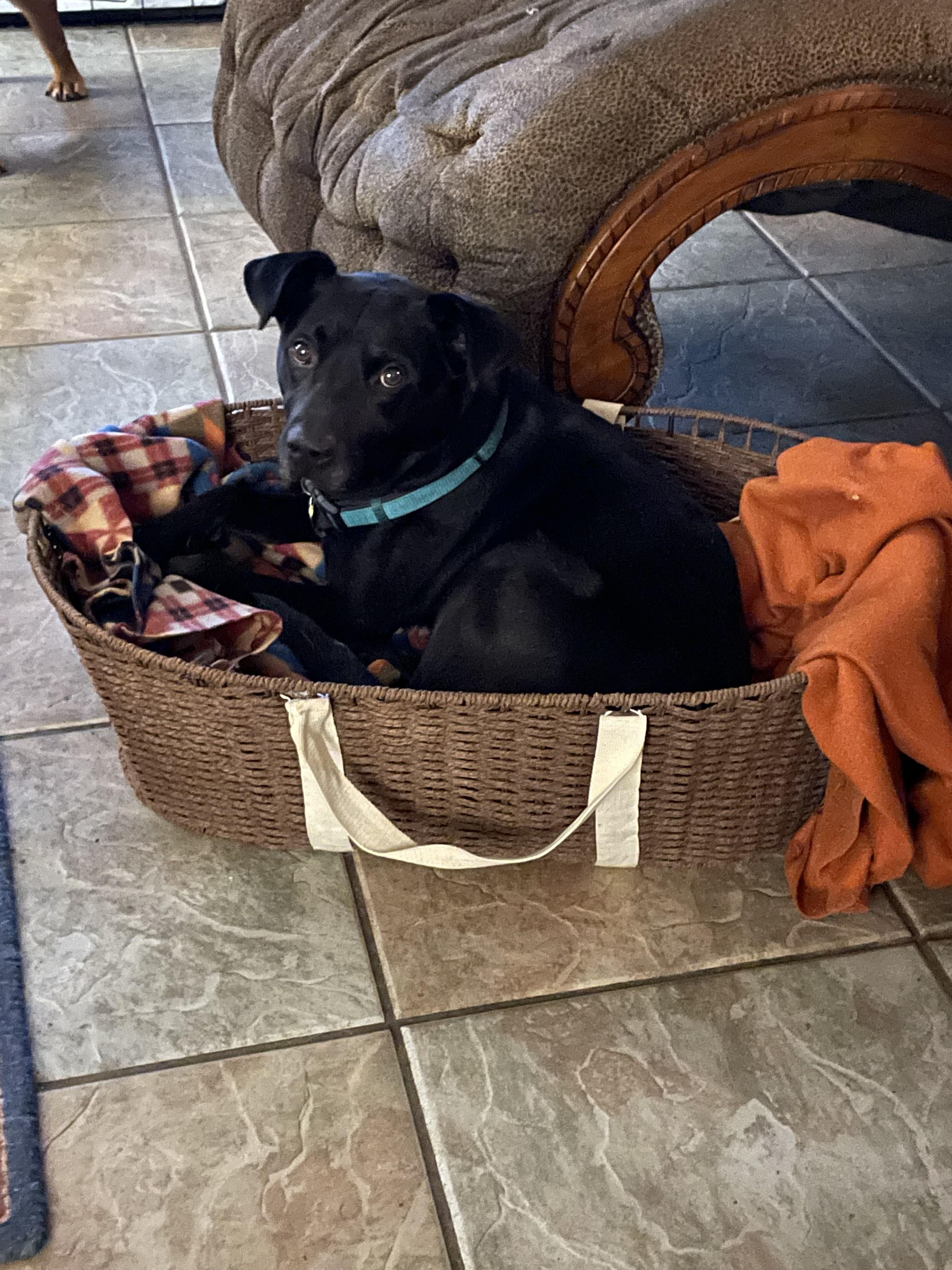 Harold Melvin, a Adoptable mixed breed in Houston, TX image 2/6