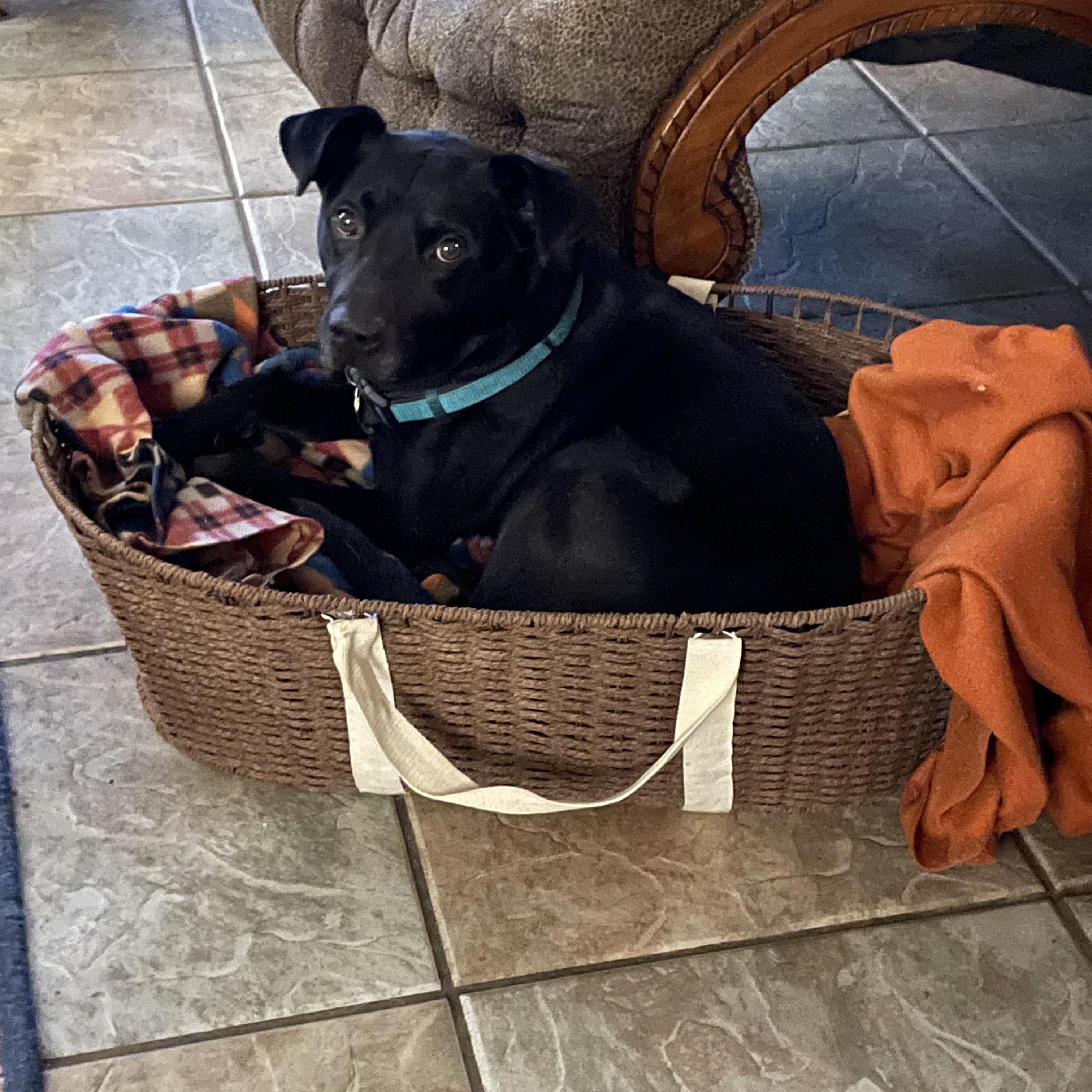 Enlarge Harold Melvin, a Adoptable mixed breed in Houston, TX image 2/6