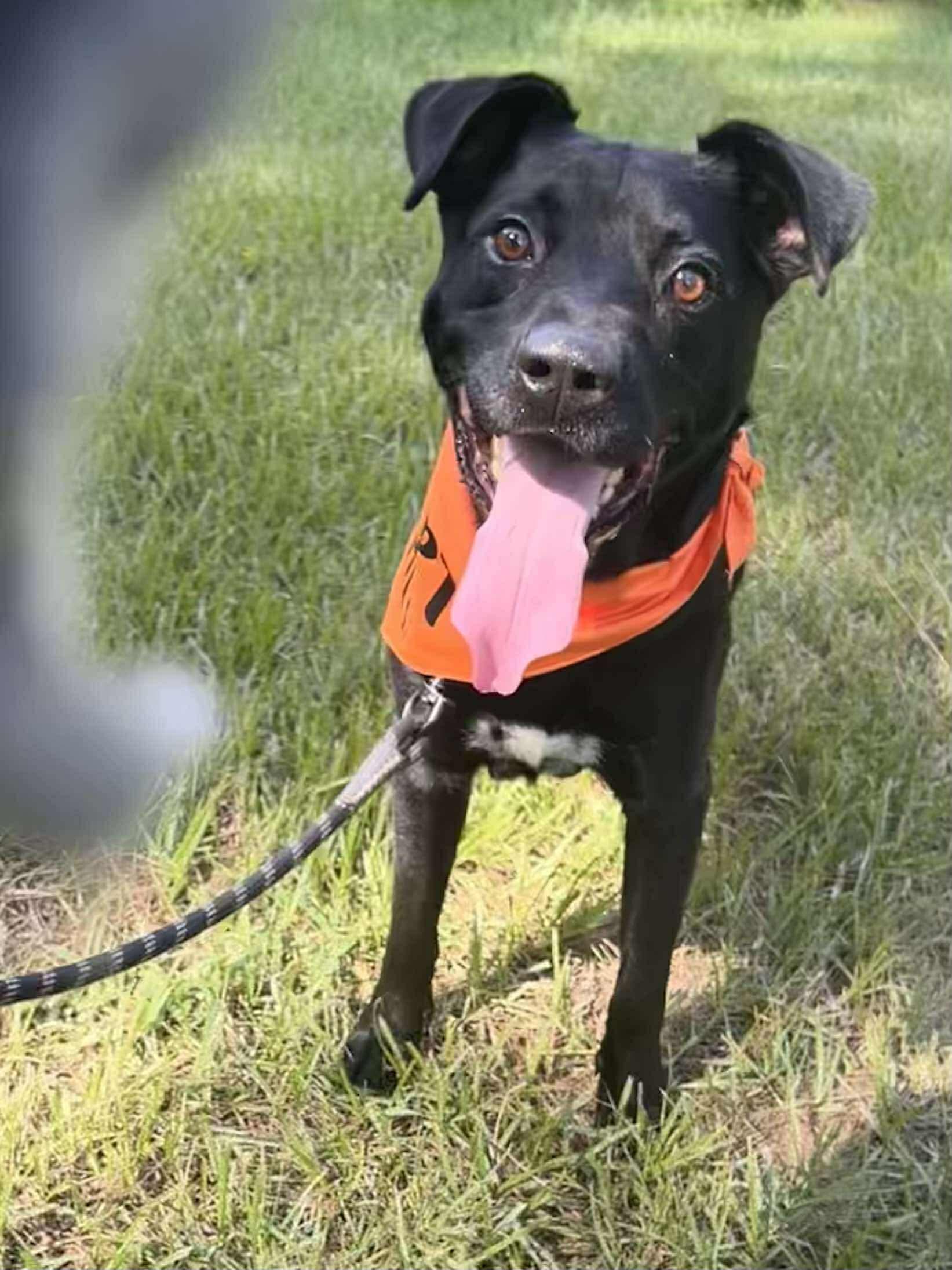 Enlarge Harold Melvin, a Adoptable mixed breed in Houston, TX image 3/6