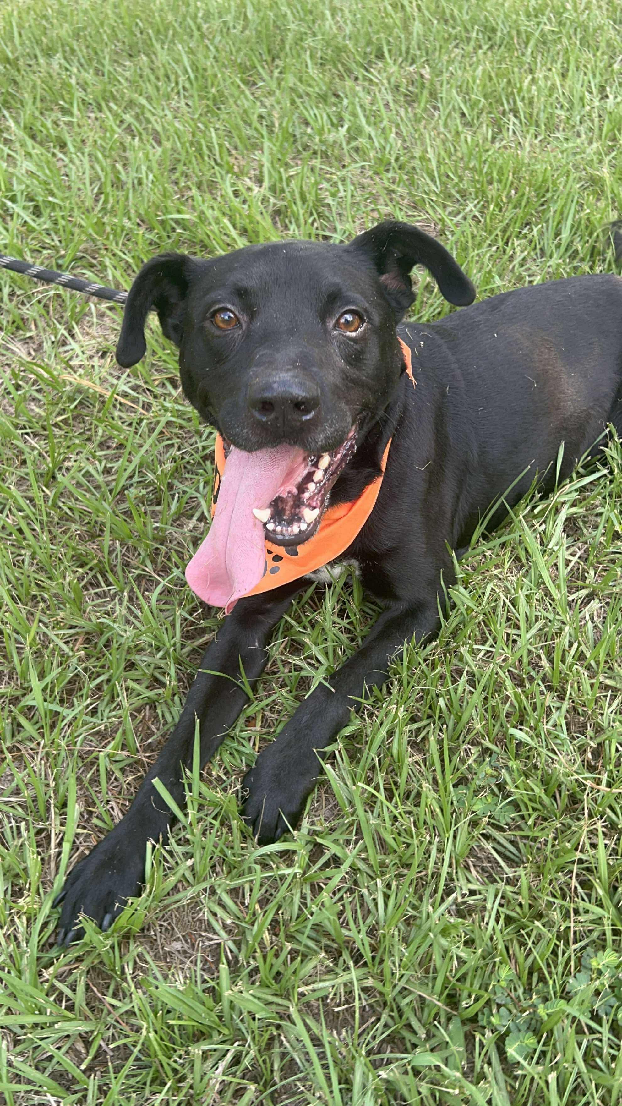 Harold Melvin, a Adoptable mixed breed in Houston, TX image 4/6