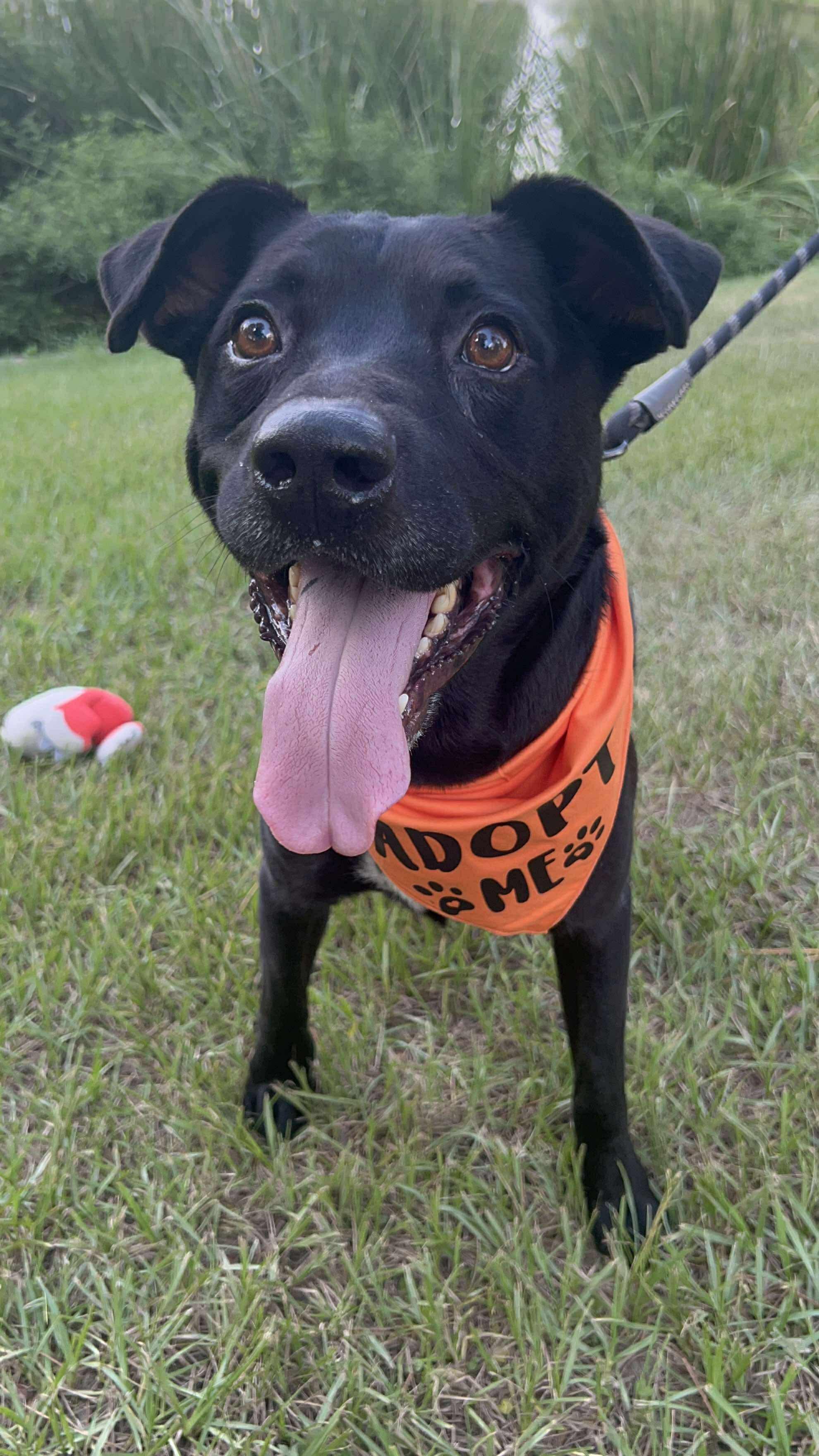 Enlarge Harold Melvin, a Adoptable mixed breed in Houston, TX image 5/6