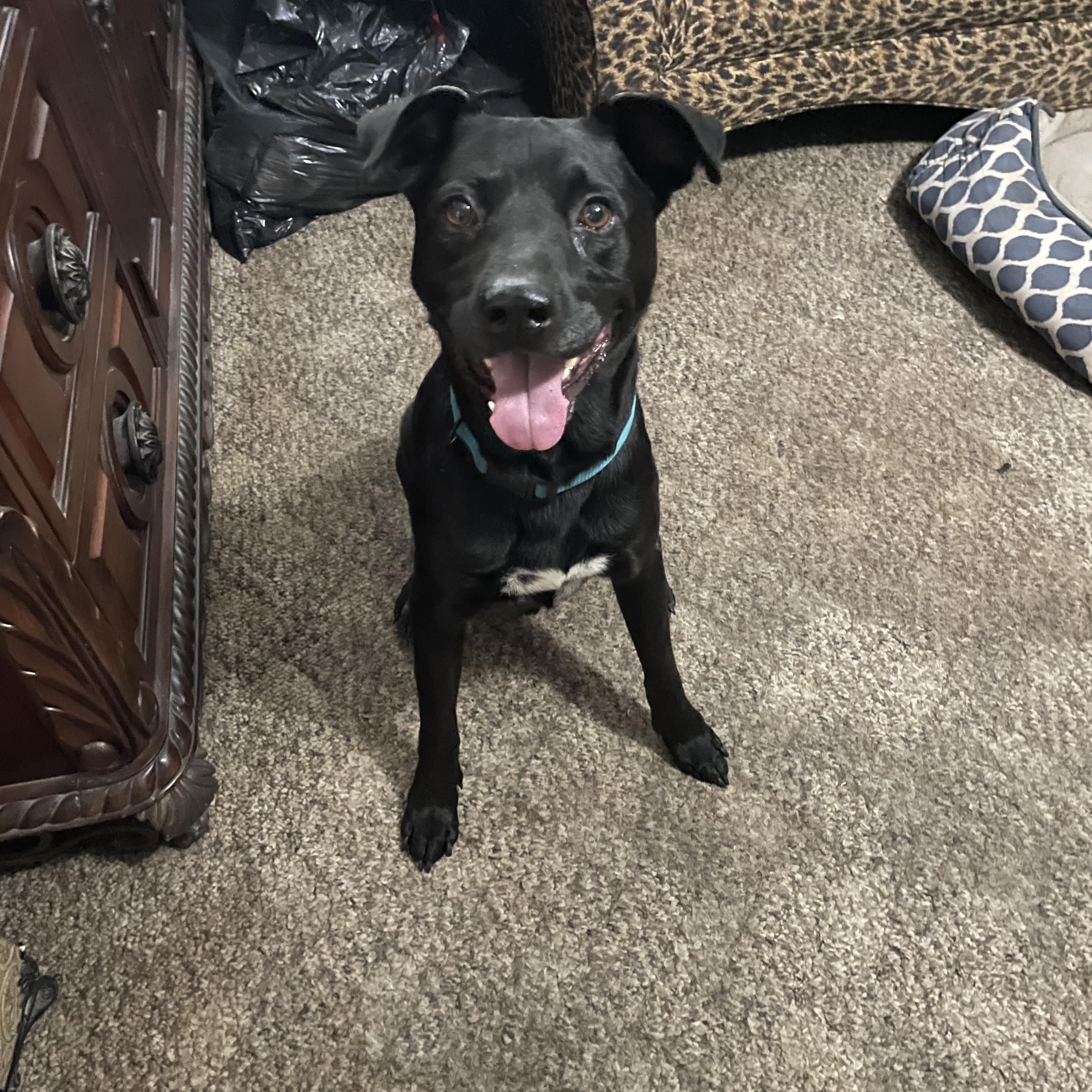 Enlarge Harold Melvin, a Adoptable mixed breed in Houston, TX image 6/6