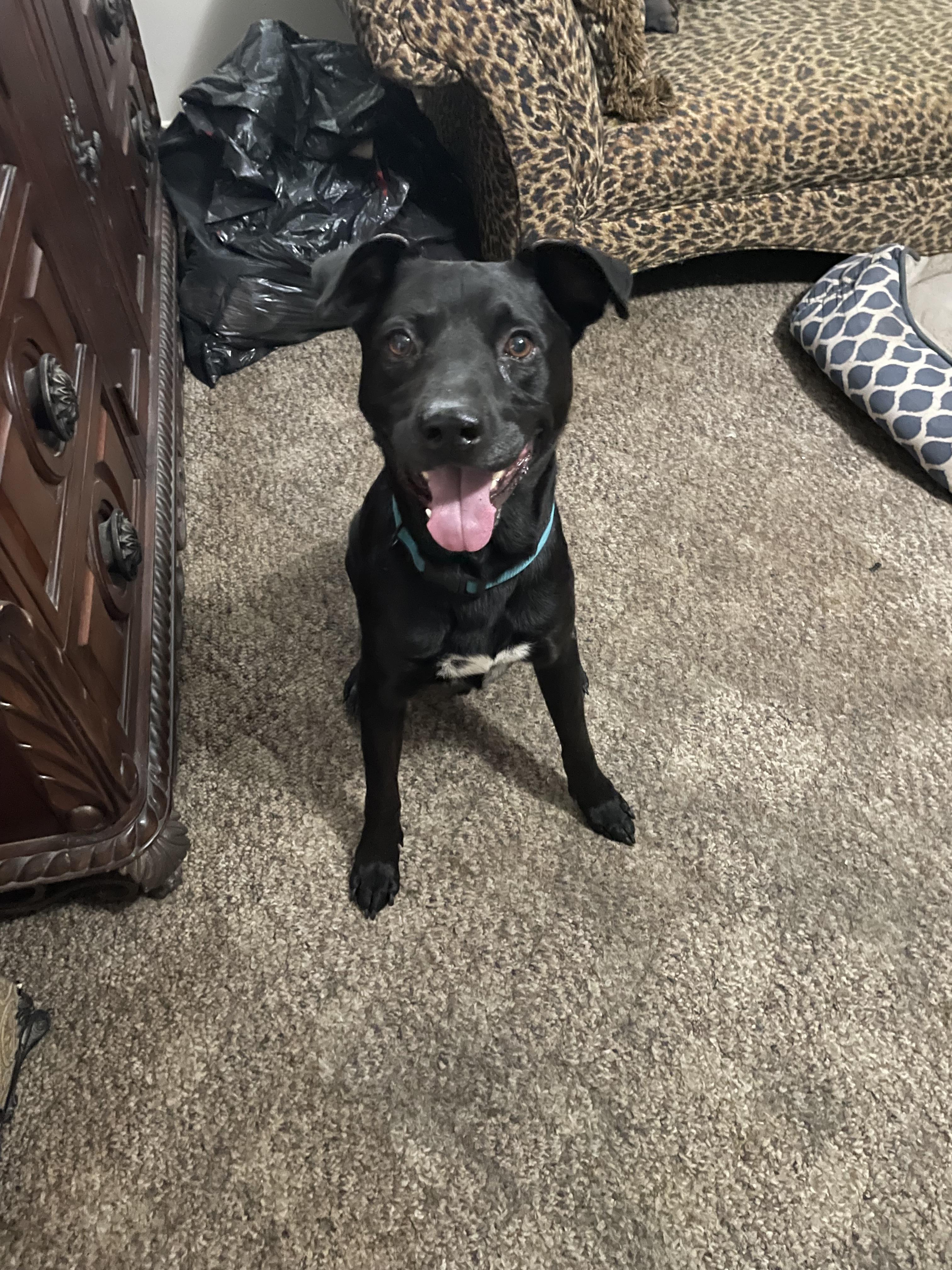 Harold Melvin, a Adoptable mixed breed in Houston, TX image 6/6