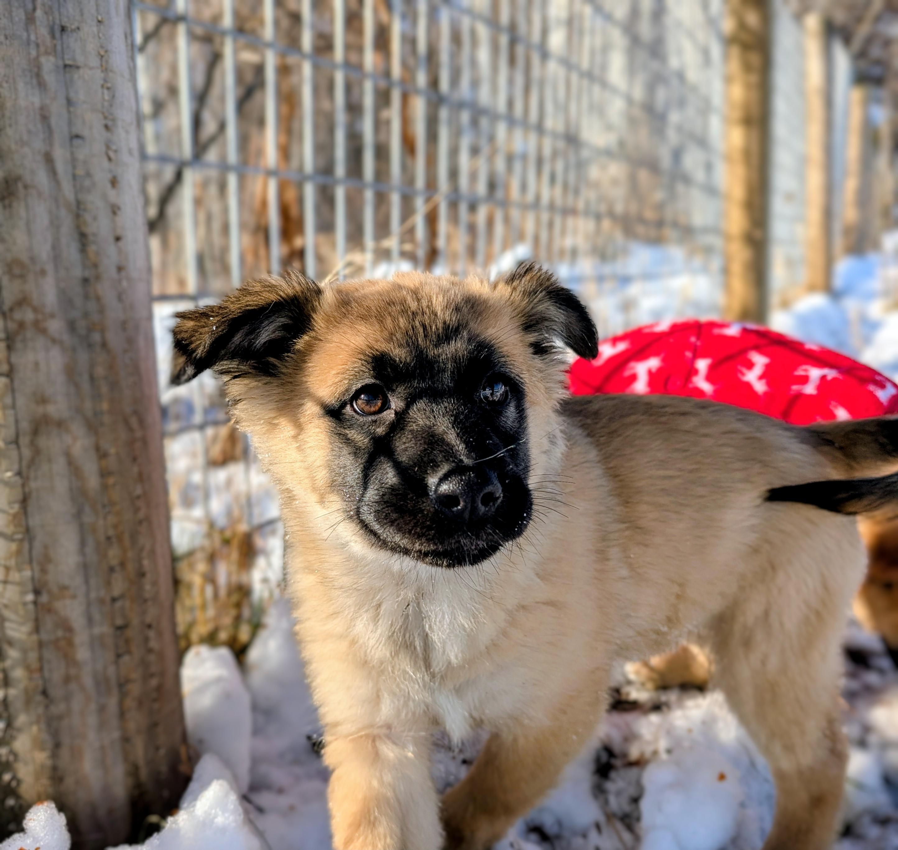 Enlarge Tula, an adopted mixed breed in Minneapolis, MN image 3/6