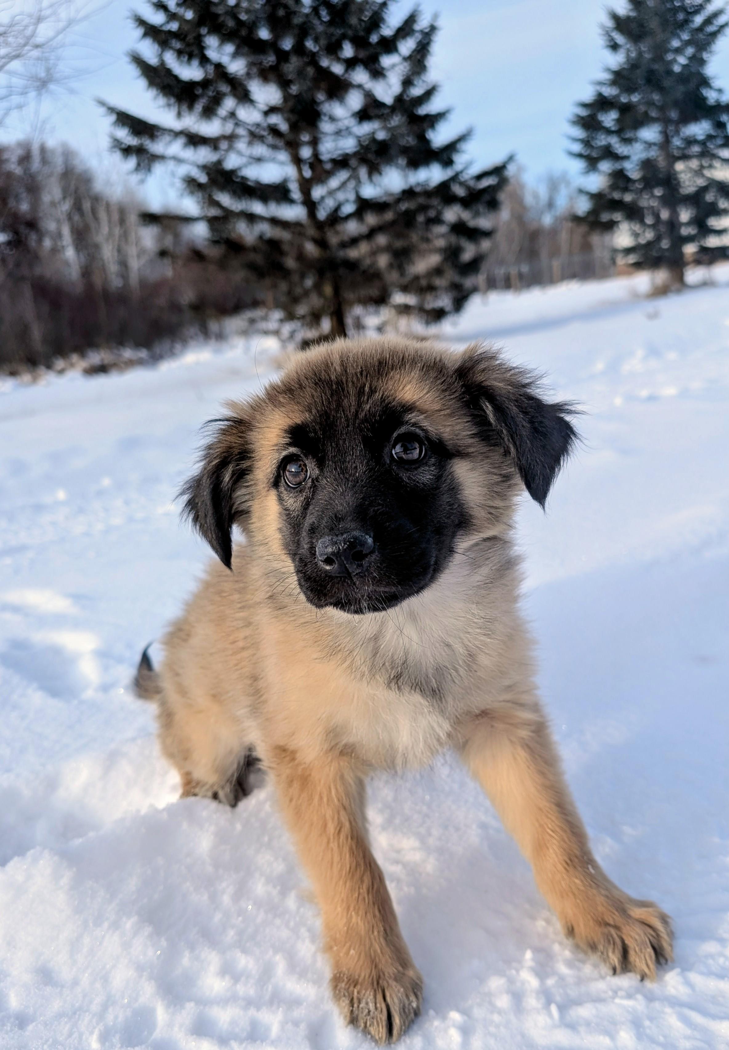 Tula, Adoptable, Puppy Female Shepherd & Retriever.