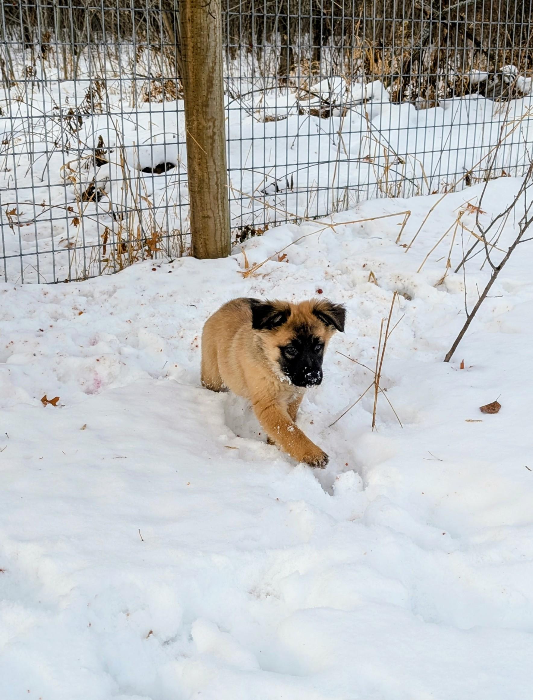 Enlarge Tula, an adopted mixed breed in Minneapolis, MN image 6/6