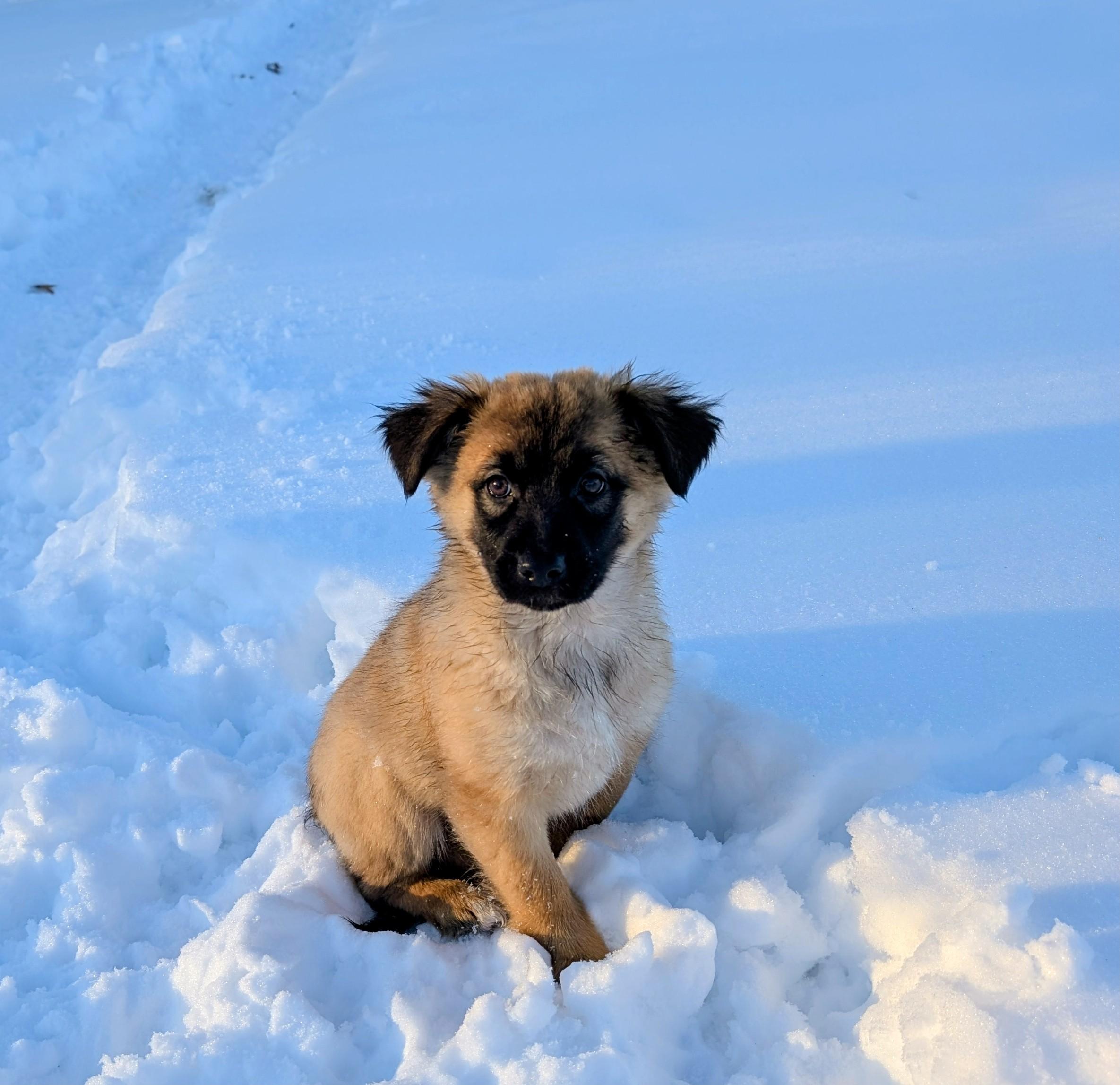 Enlarge Tula, an adopted mixed breed in Minneapolis, MN image 5/6