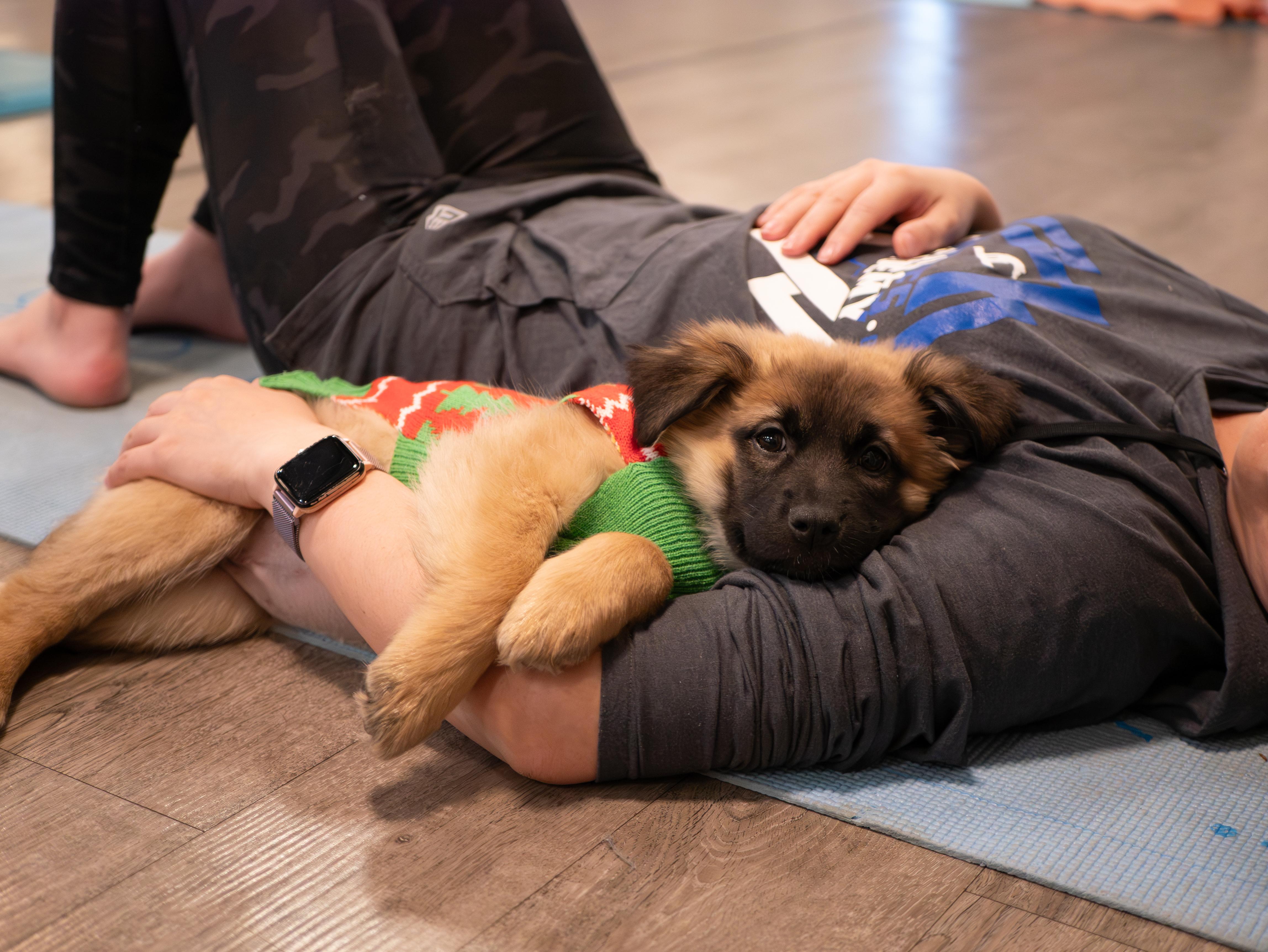 Tula, Adoptable, Puppy Female Shepherd & Retriever.