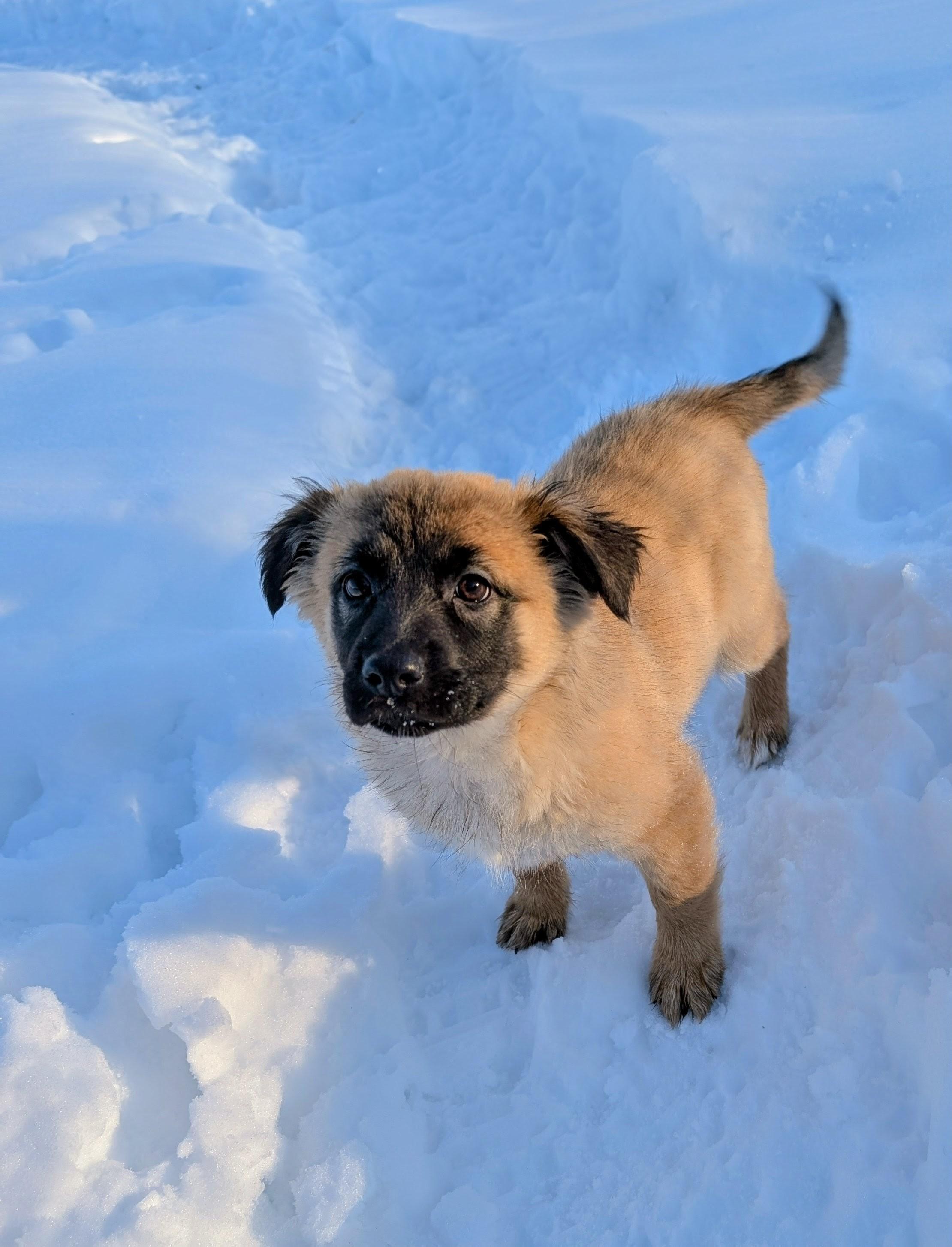 Tula, Adoptable, Puppy Female Shepherd & Retriever.