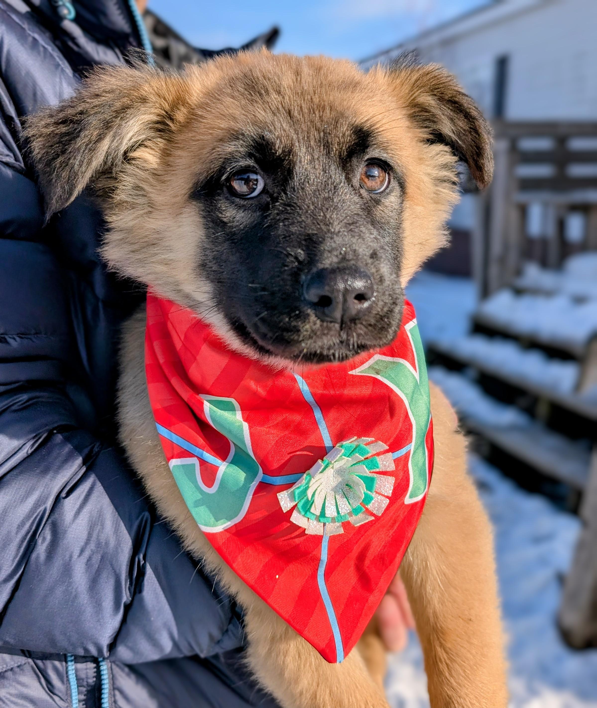 Tula, Adoptable, Puppy Female Shepherd & Retriever.