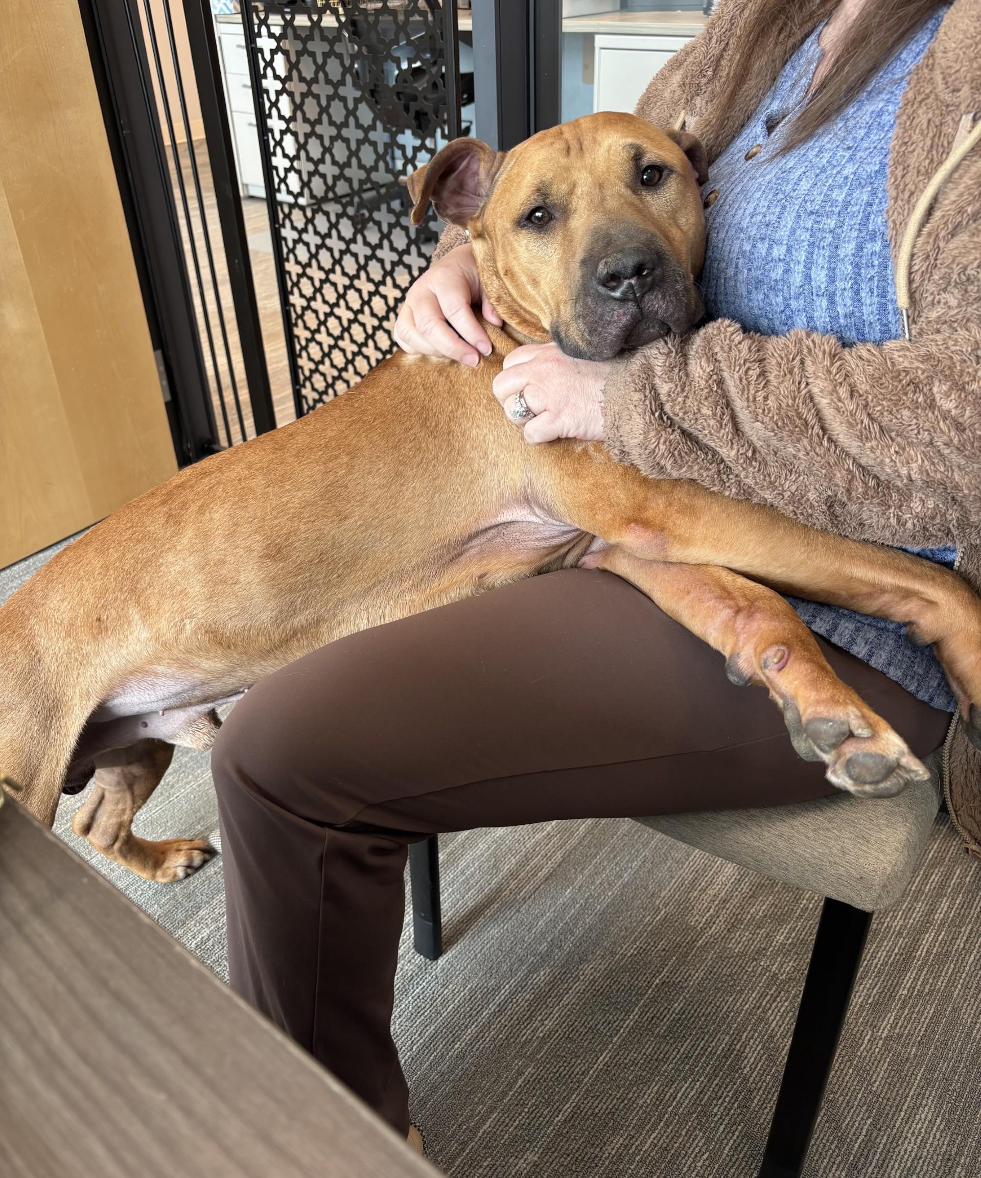 Porter, ADOPTABLE, Adult Male Black Mouth Cur & Shar-Pei.
