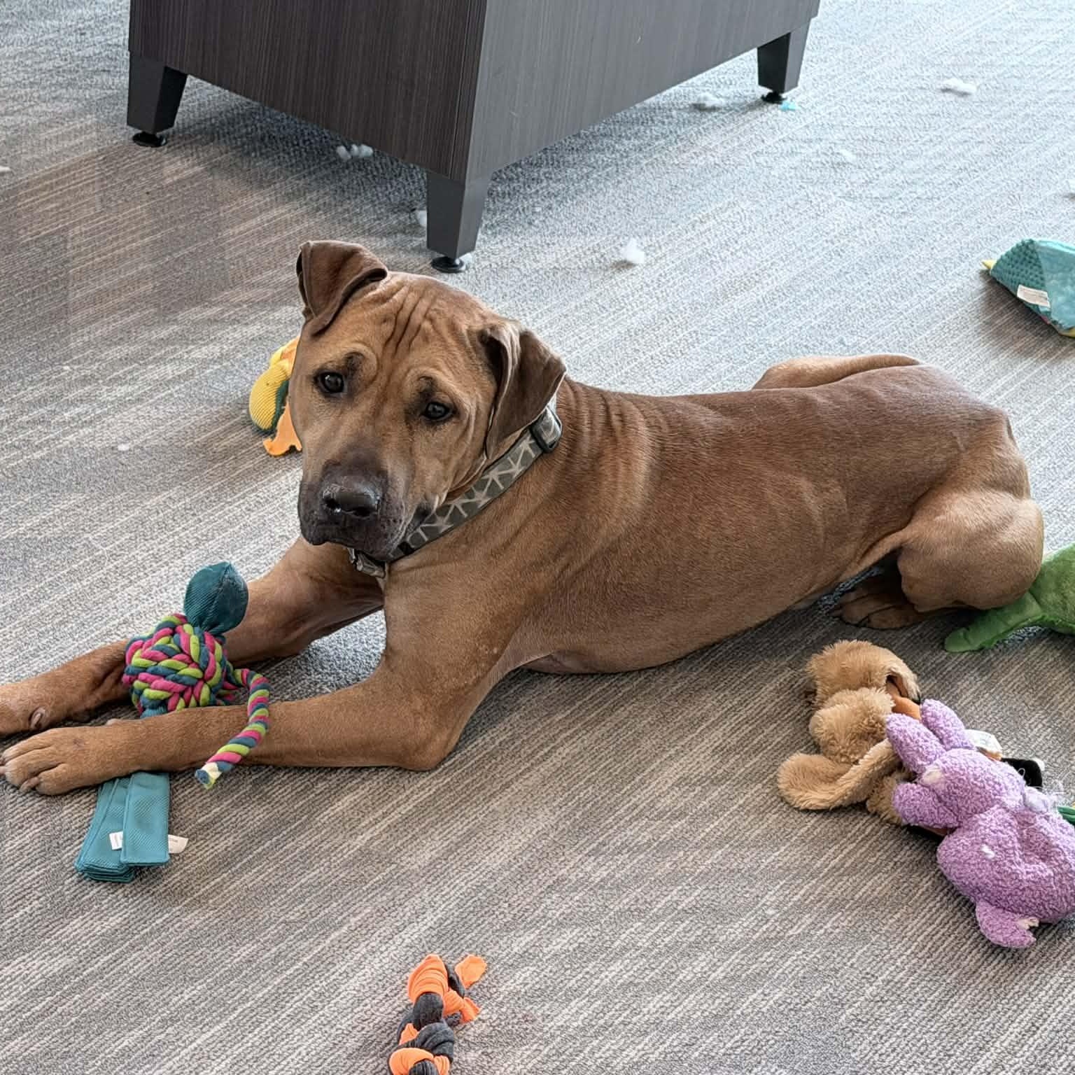 Enlarge Porter, a ADOPTABLE mixed breed in Joliet, IL image 2/3