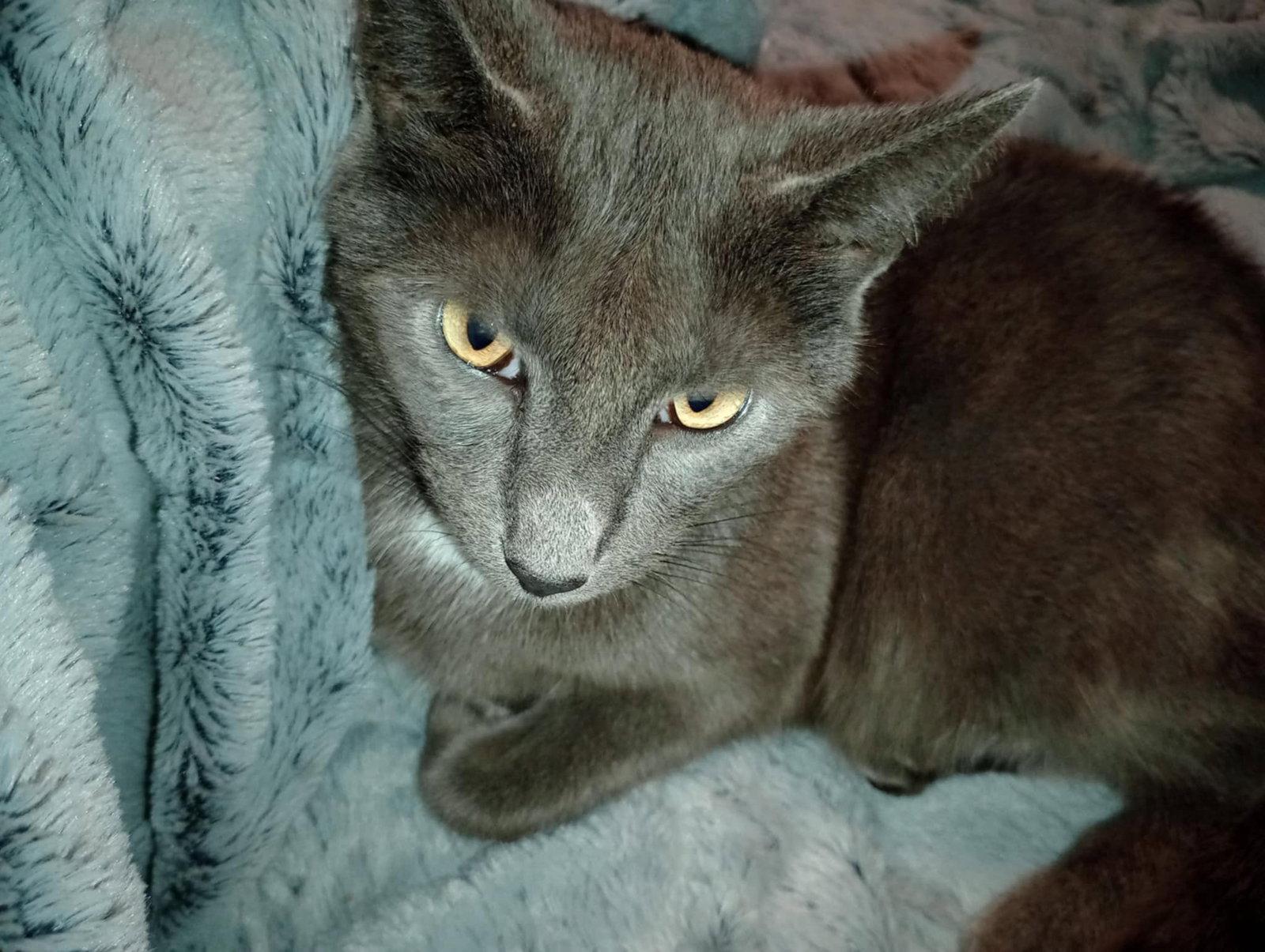 Phineas (Lyon's Den), Adopted, Adult Male Russian Blue.