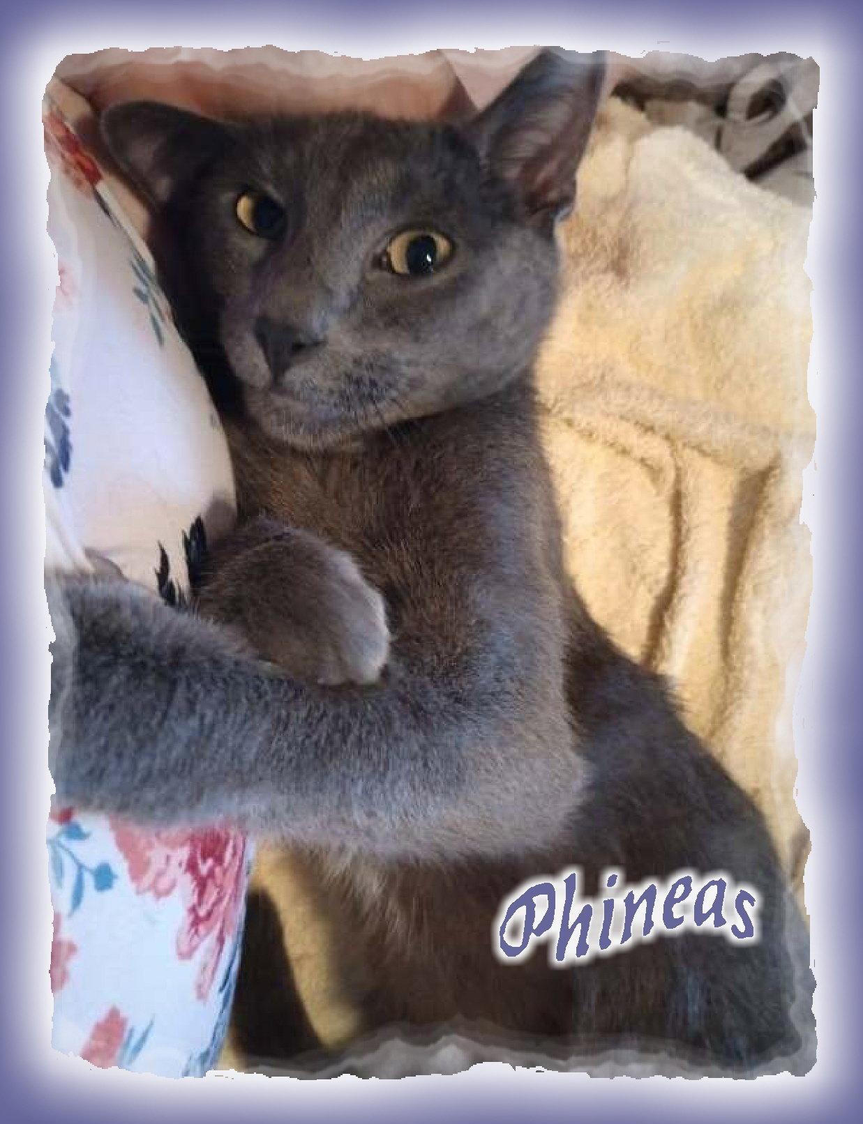 Enlarge Phineas (Lyon's Den), a Adopted Russian Blue in Piedmont, MO image 2/3