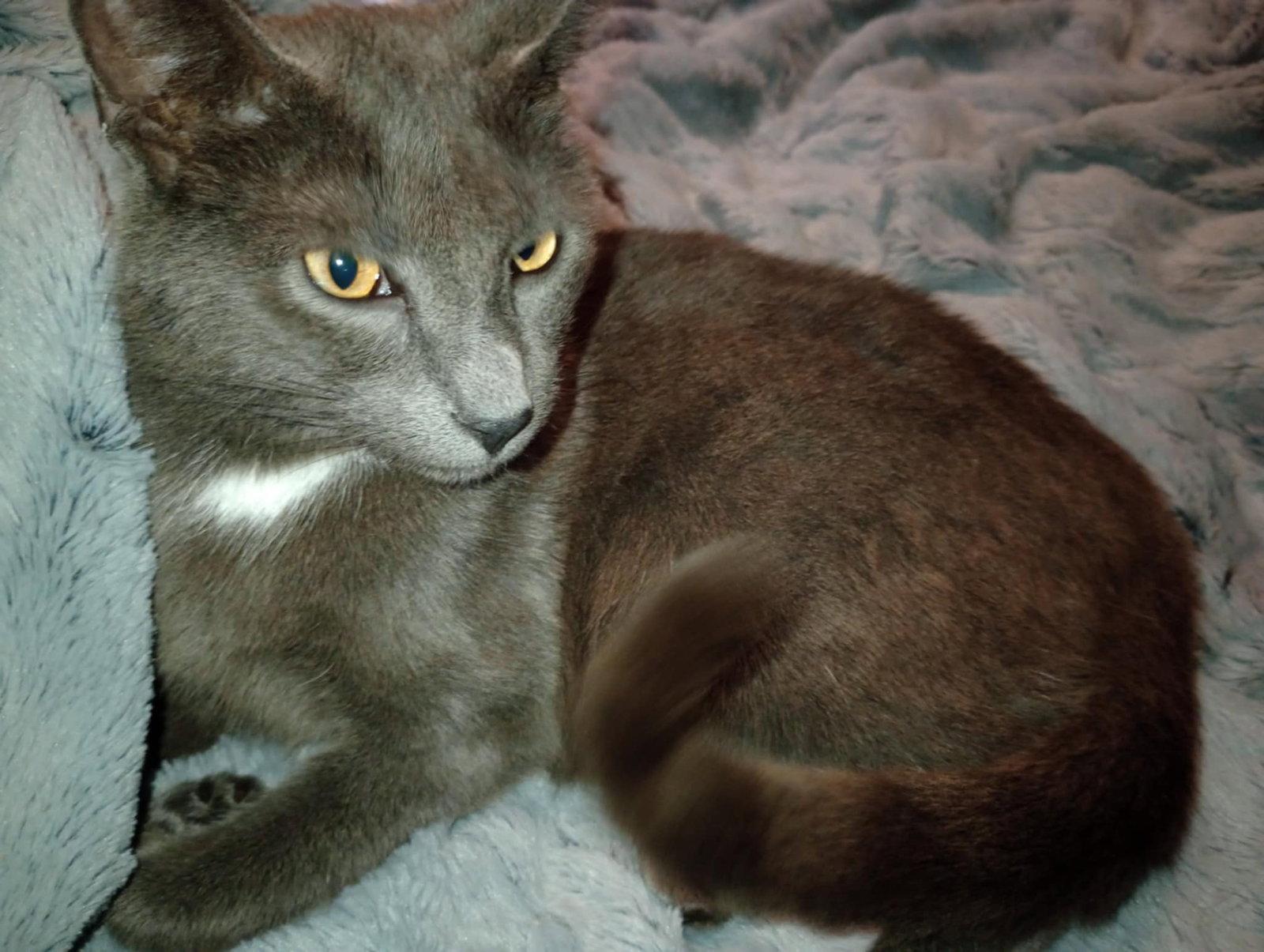 Enlarge Phineas (Lyon's Den), a Adopted Russian Blue in Piedmont, MO image 3/3
