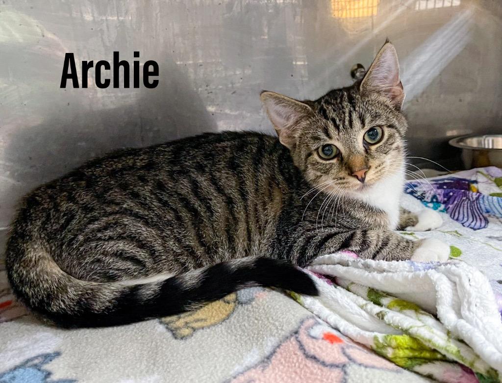 Archie, Adoptable, Kitten Male Domestic Short Hair.