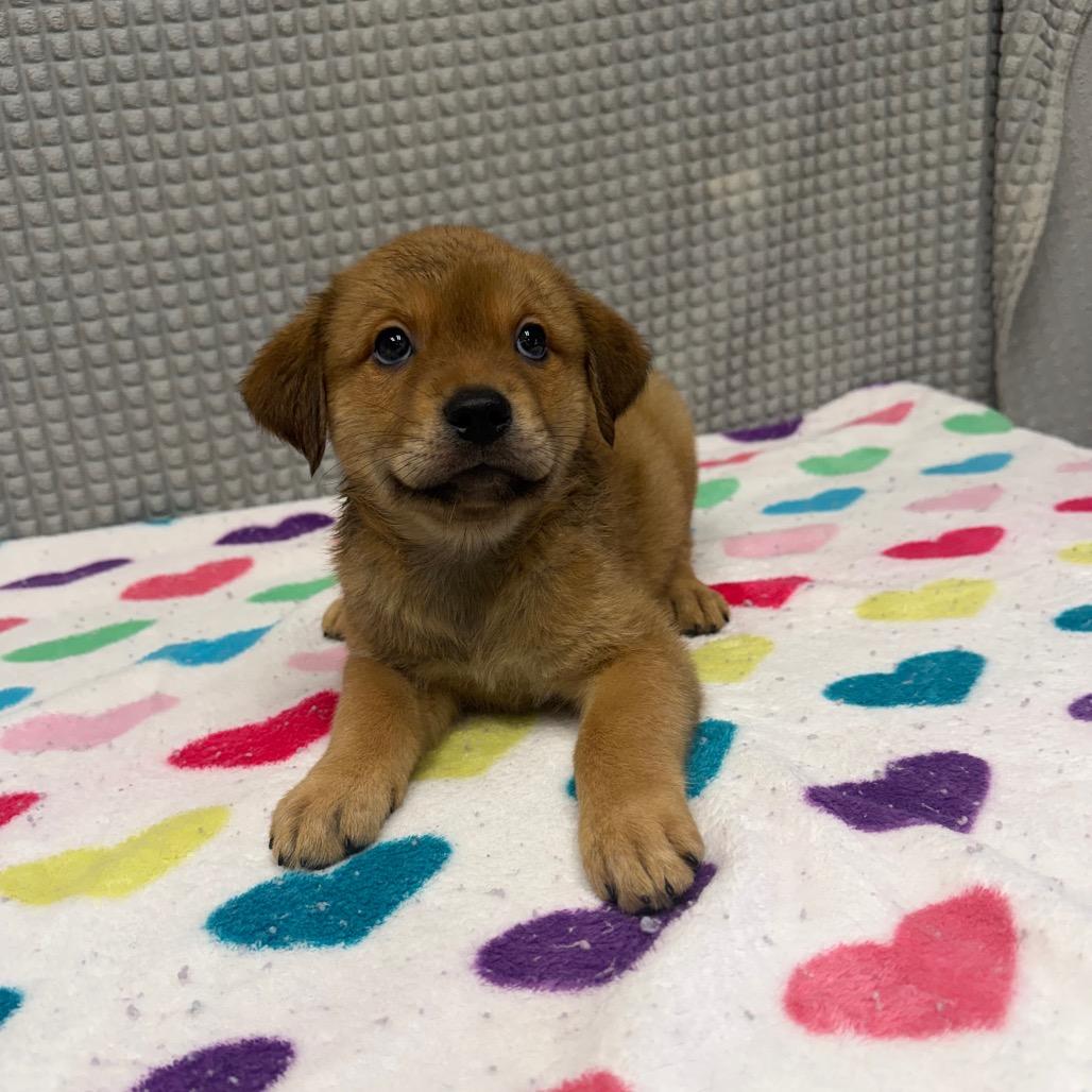 Kingcake, Adoptable, Puppy Female Mixed Breed & Mixed Breed.