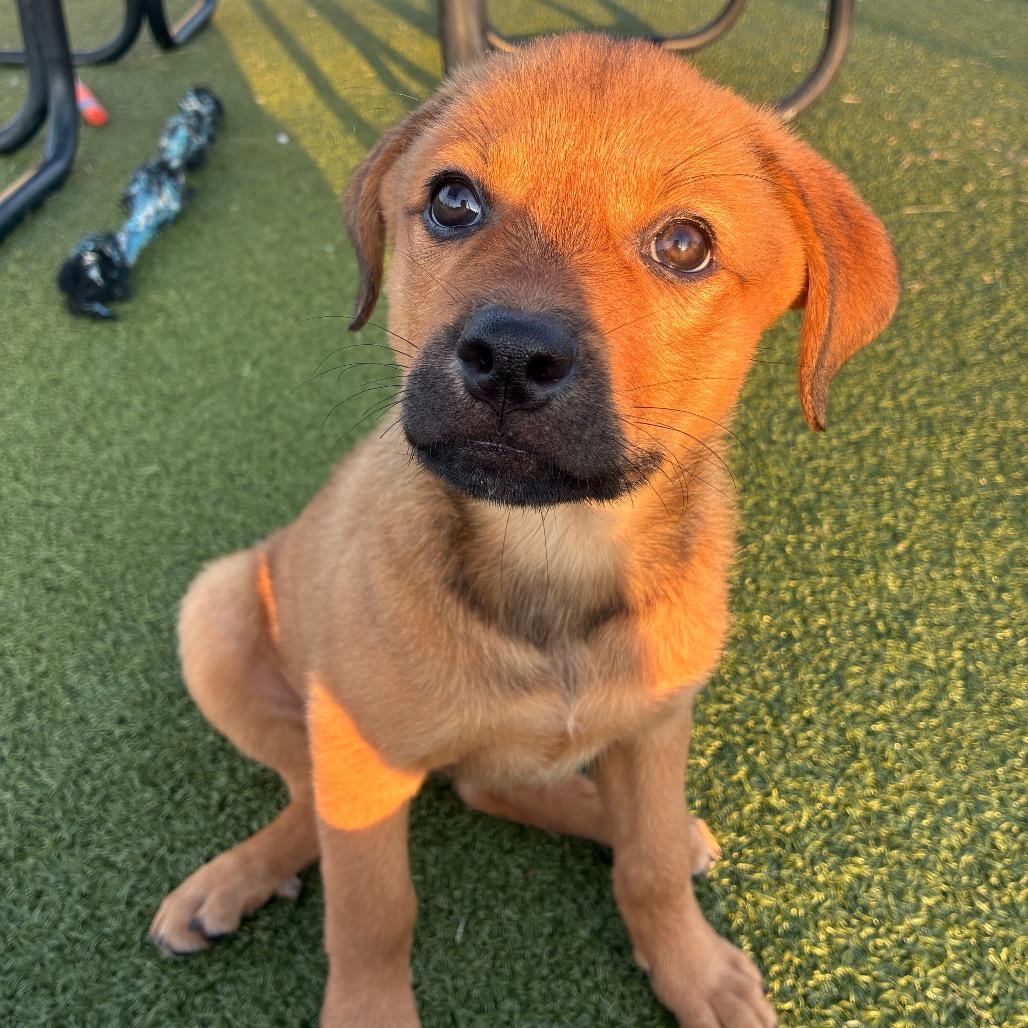 Kingcake, a Adoptable mixed breed in Bryan, TX image 2/6