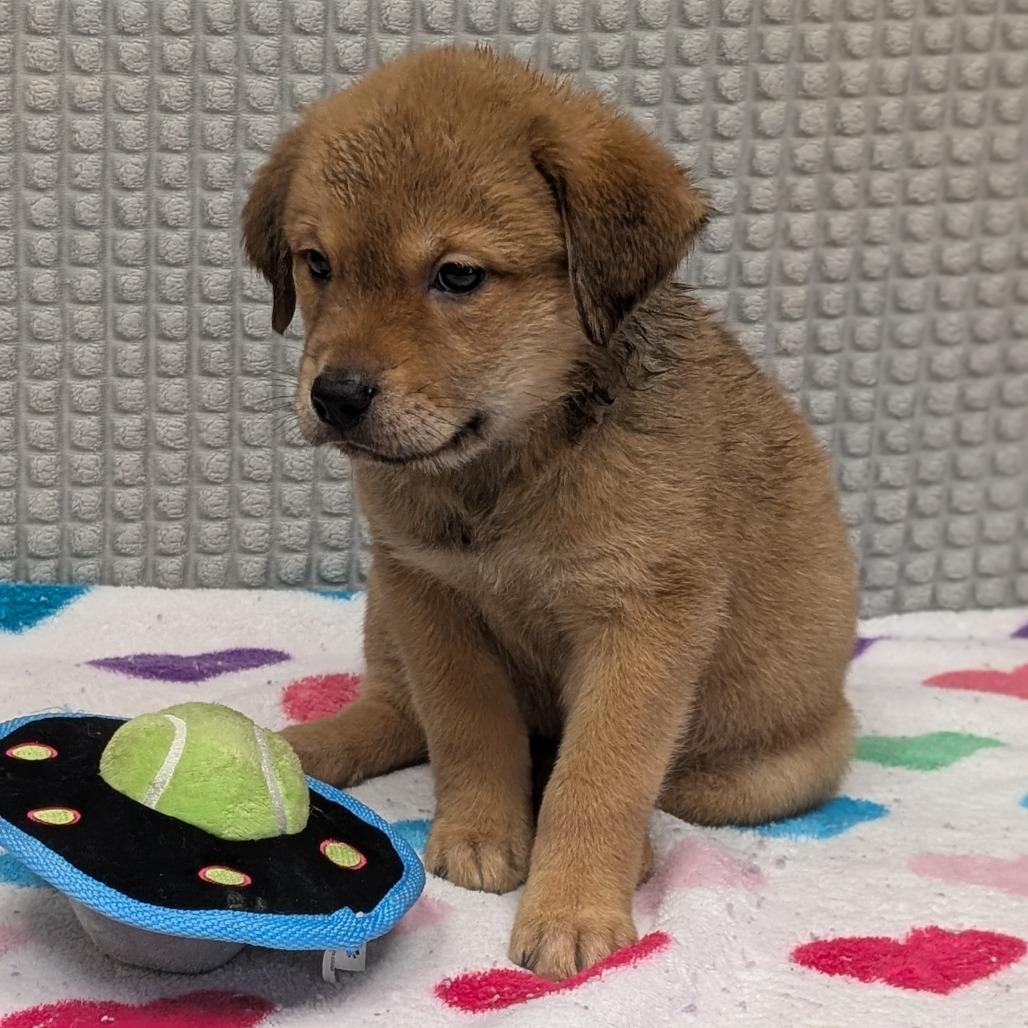 Kingcake, a Adoptable mixed breed in Bryan, TX image 2/3