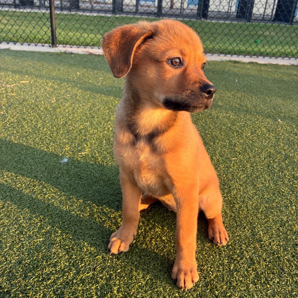 Kingcake, a Adoptable mixed breed in Bryan, TX image 4/6