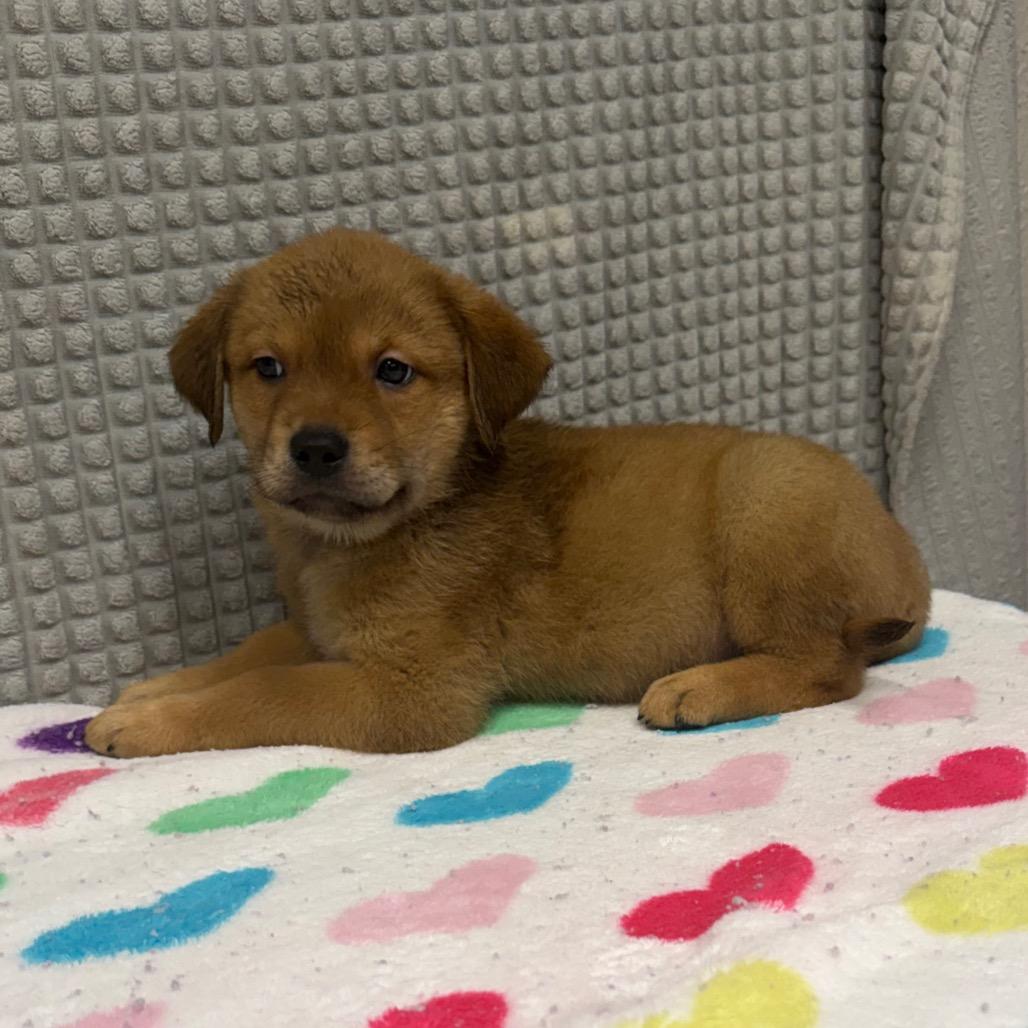 Kingcake, a Adoptable mixed breed in Bryan, TX image 3/3